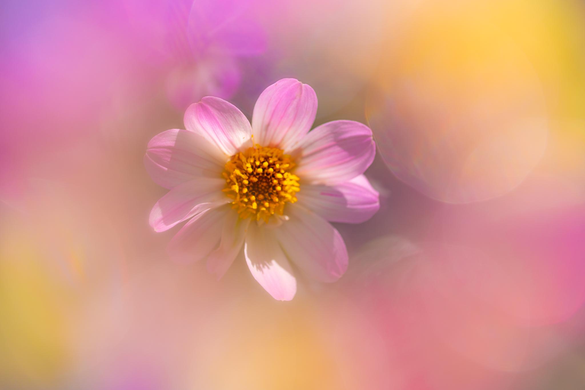 f:id:Paradisia:20201010171042j:plain f:id:Paradisia:20201010171042j:plain