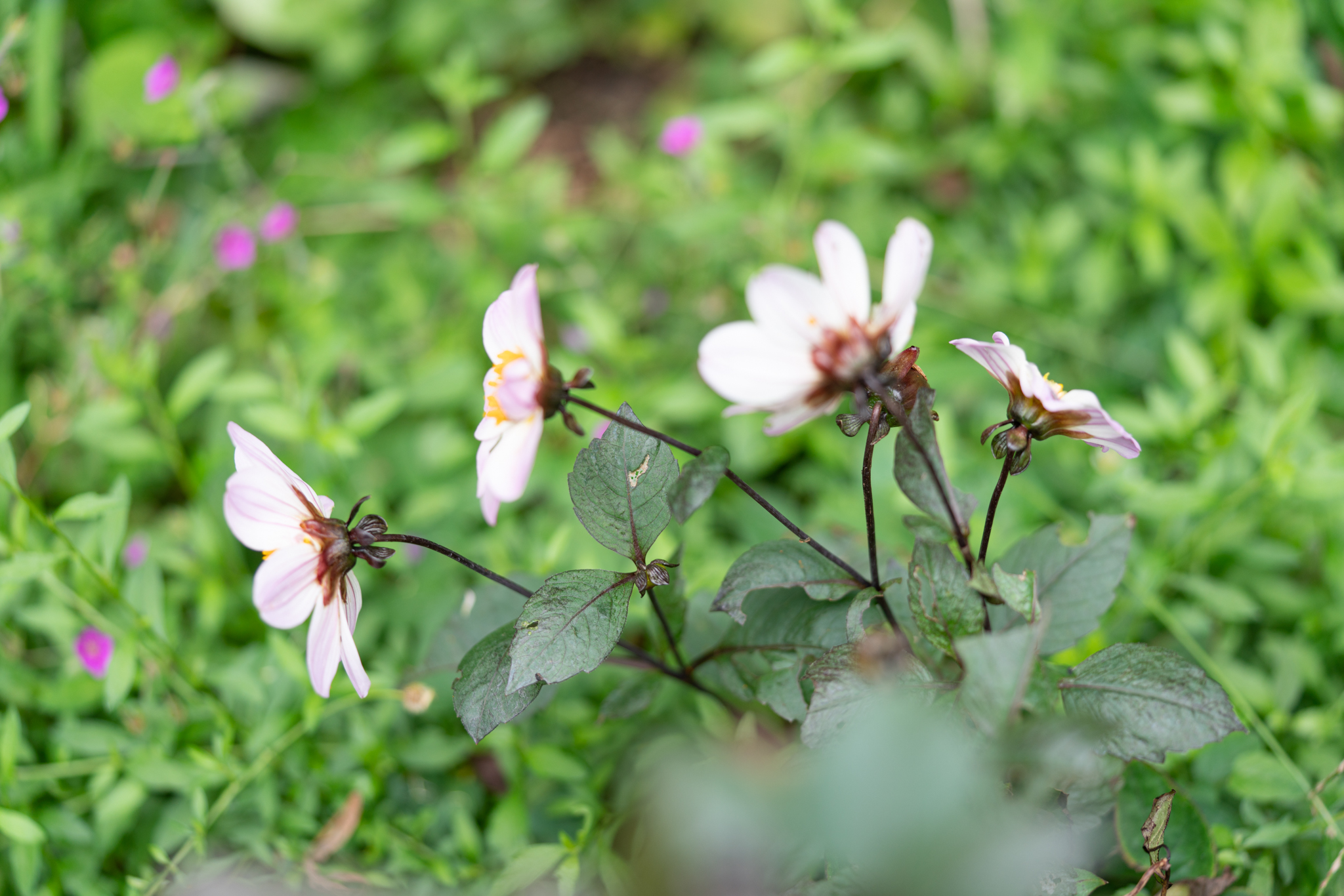 f:id:Paradisia:20201011151008j:plain f:id:Paradisia:20201011151008j:plain