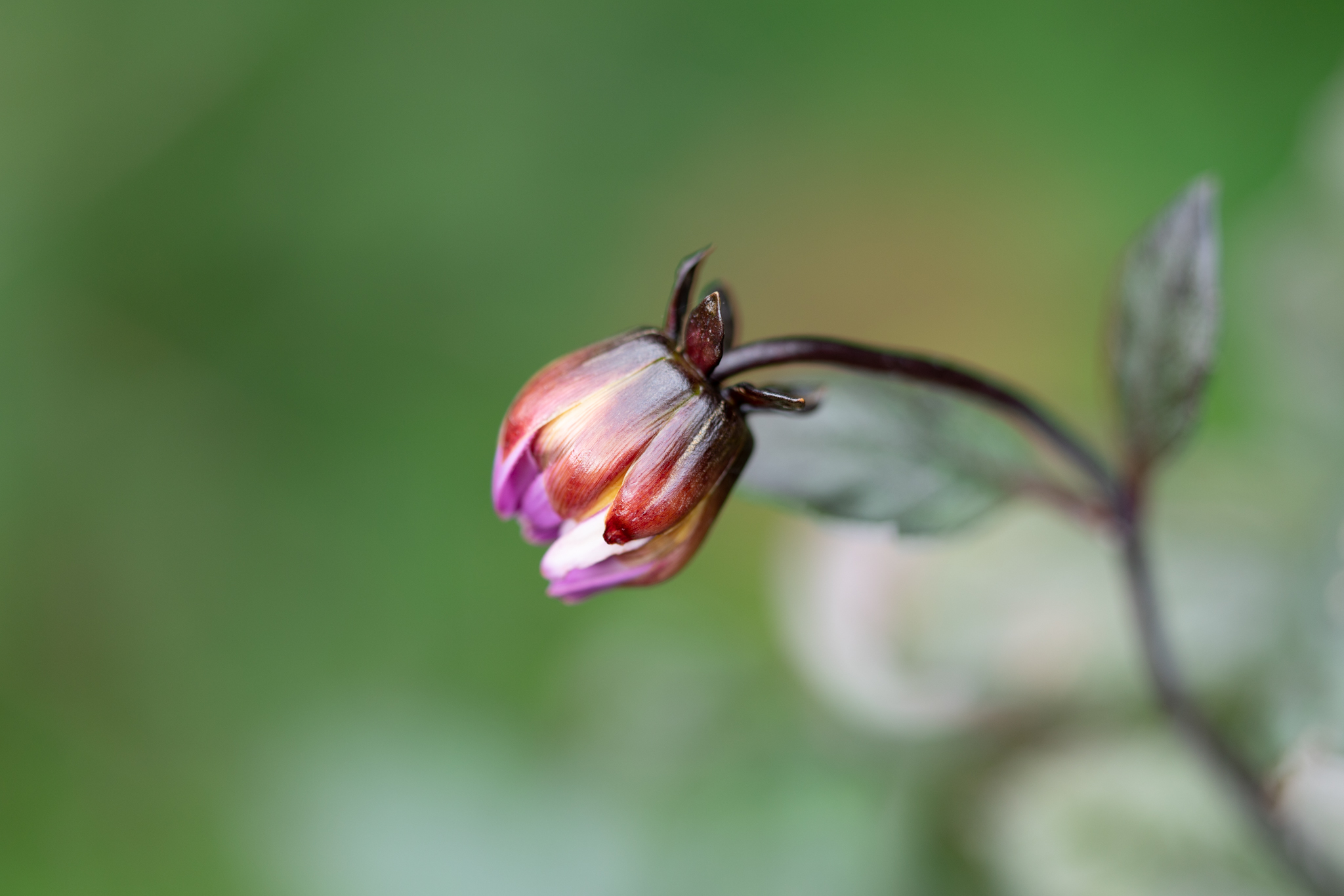 f:id:Paradisia:20201011151122j:plain f:id:Paradisia:20201011151122j:plain