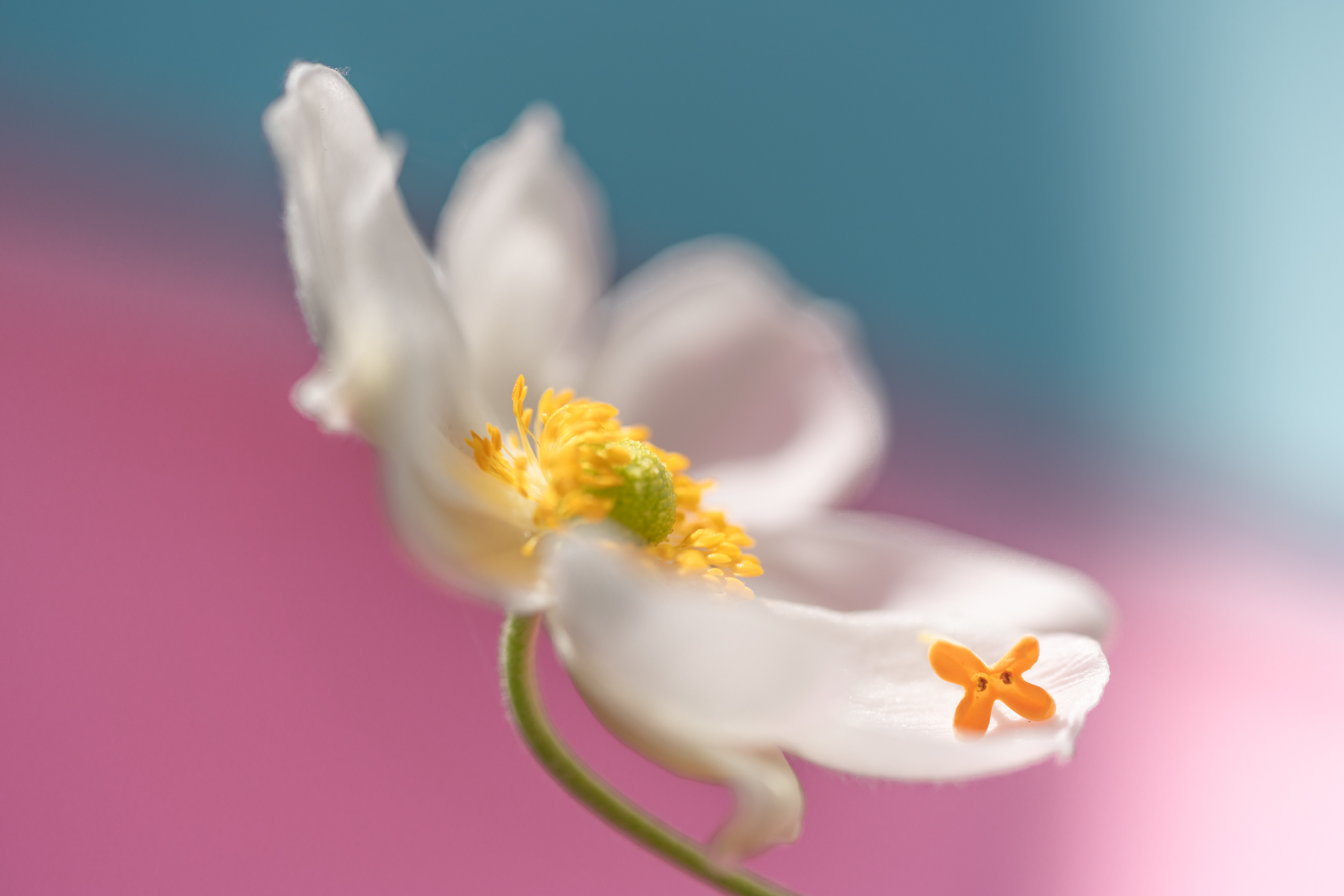 f:id:Paradisia:20201015065741j:plain
