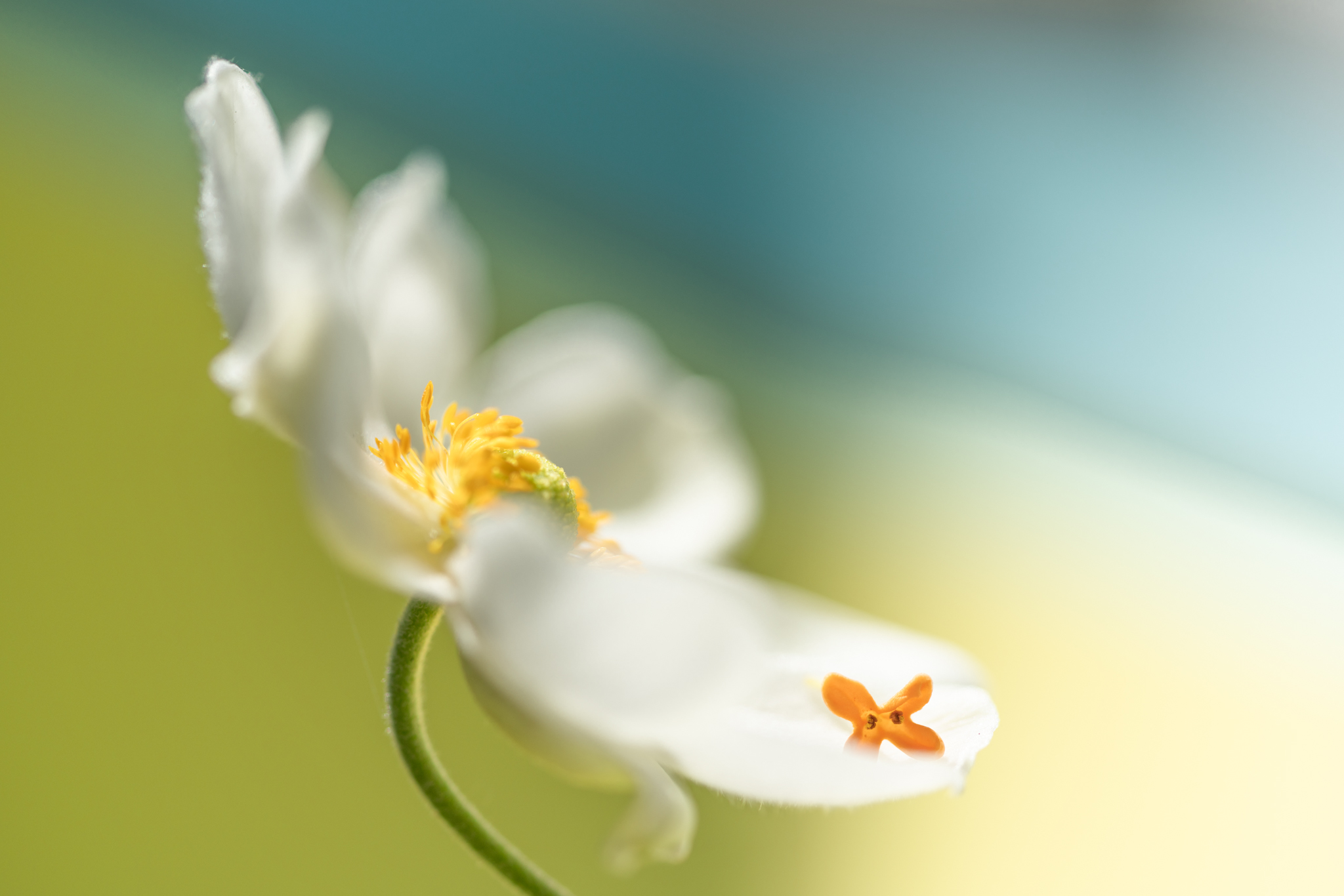 f:id:Paradisia:20201015065755j:plain
