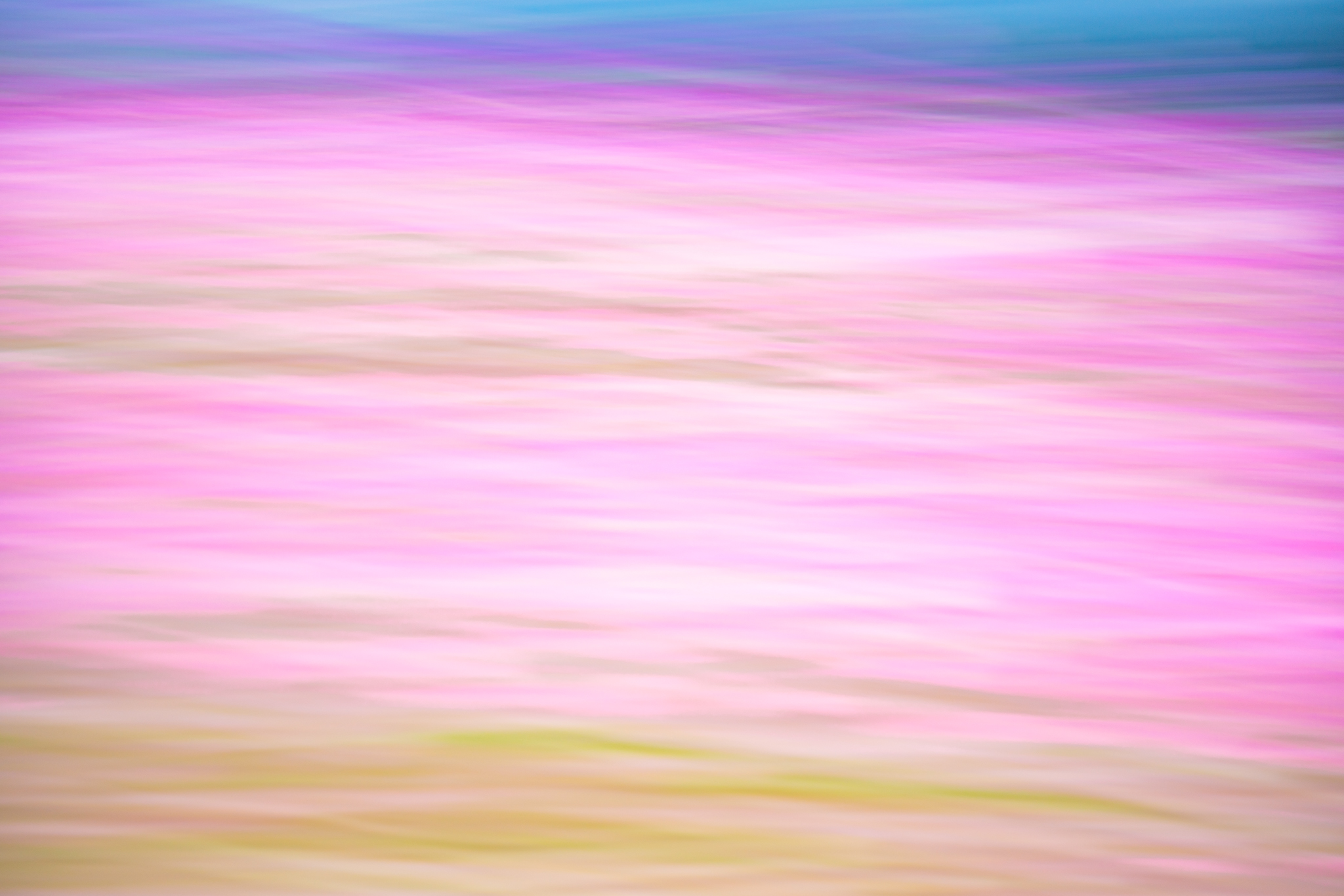 f:id:Paradisia:20201015072426j:plain