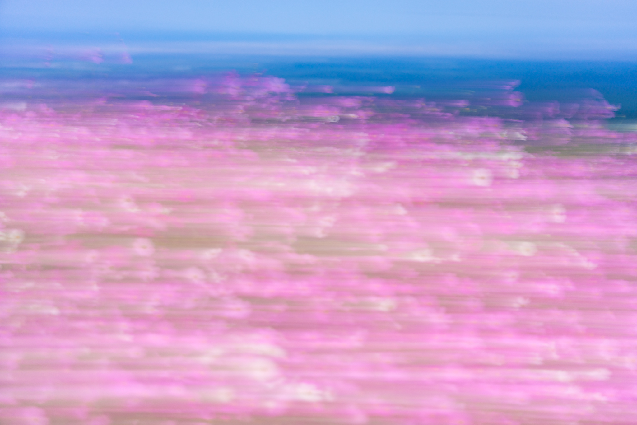 f:id:Paradisia:20201015072940j:plain