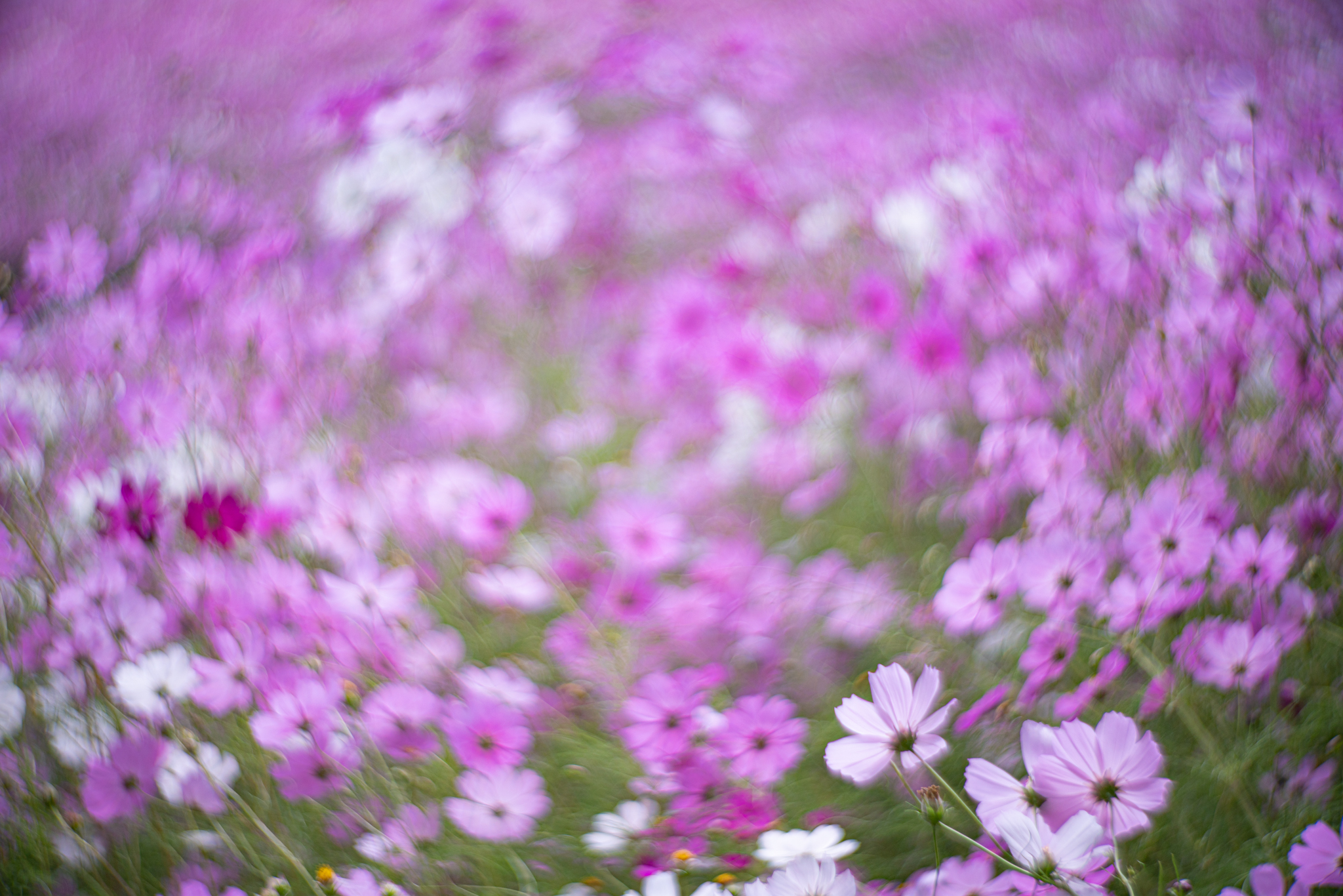 f:id:Paradisia:20201015074241j:plain