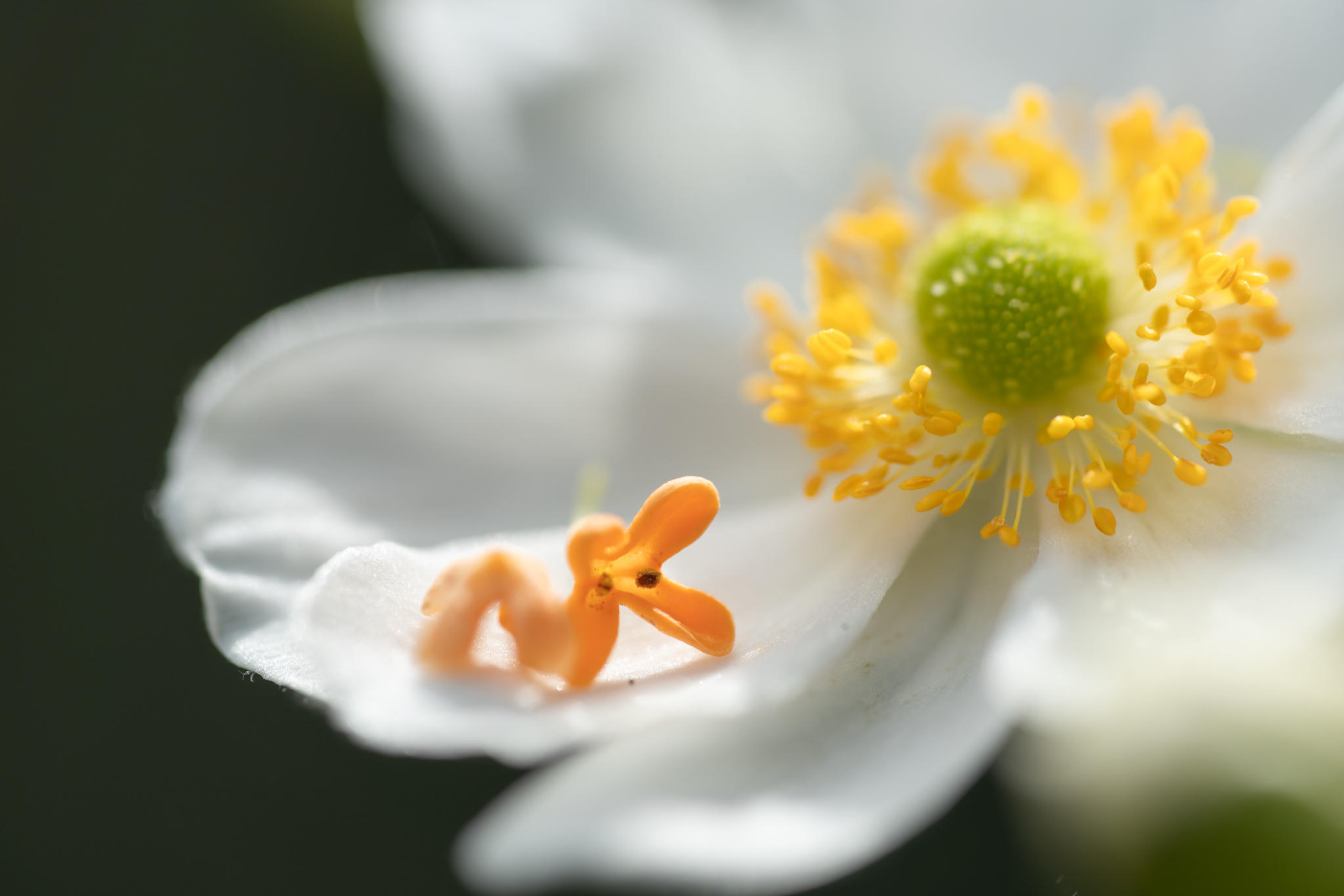 f:id:Paradisia:20201015172458j:plain