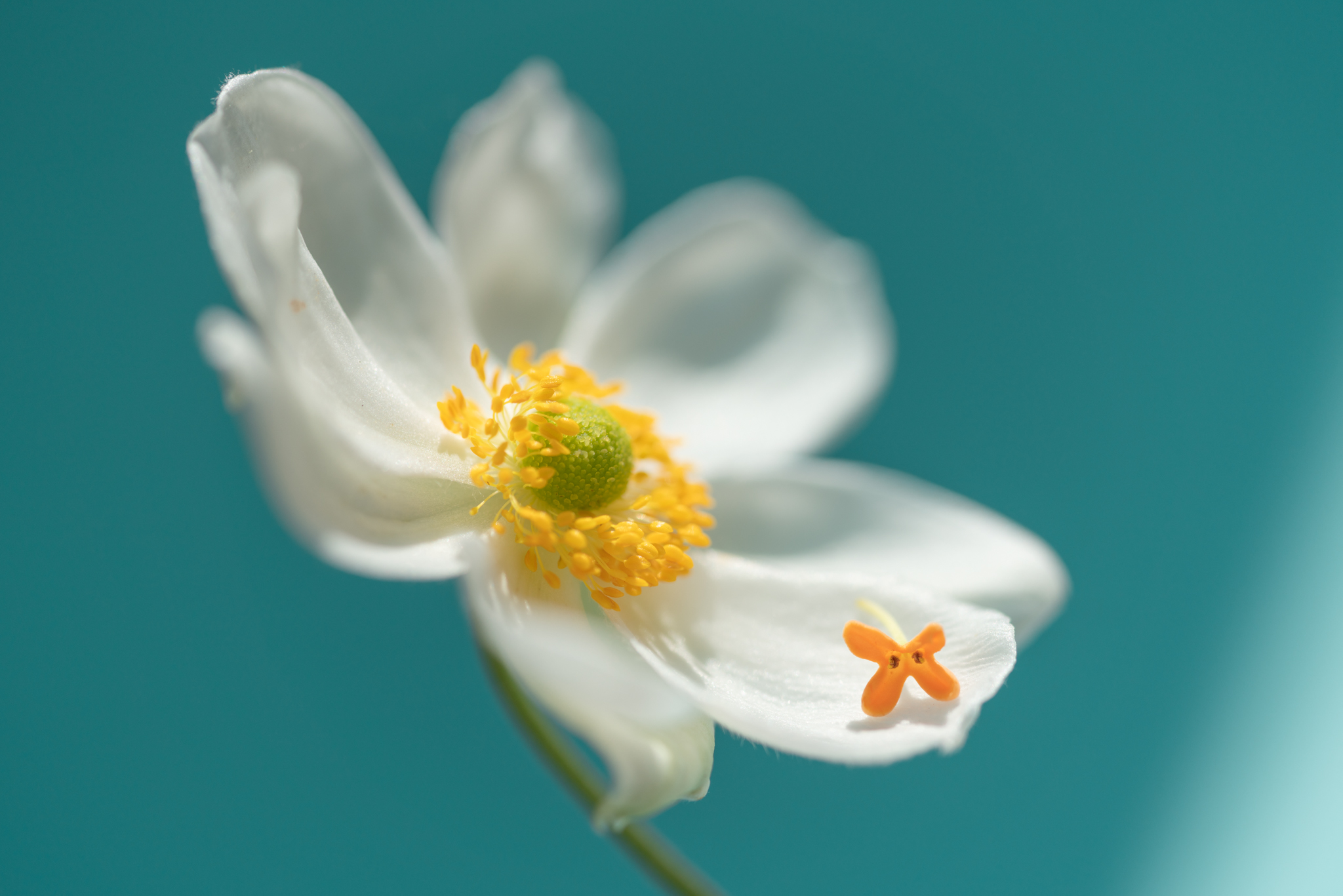 f:id:Paradisia:20201015173015j:plain