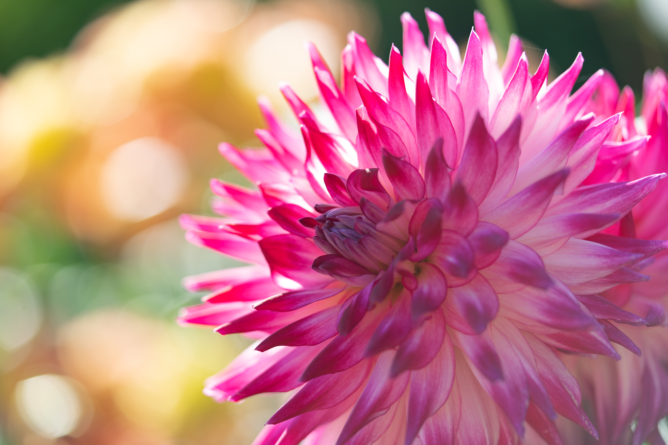 f:id:Paradisia:20201016184152j:plain f:id:Paradisia:20201016184152j:plain