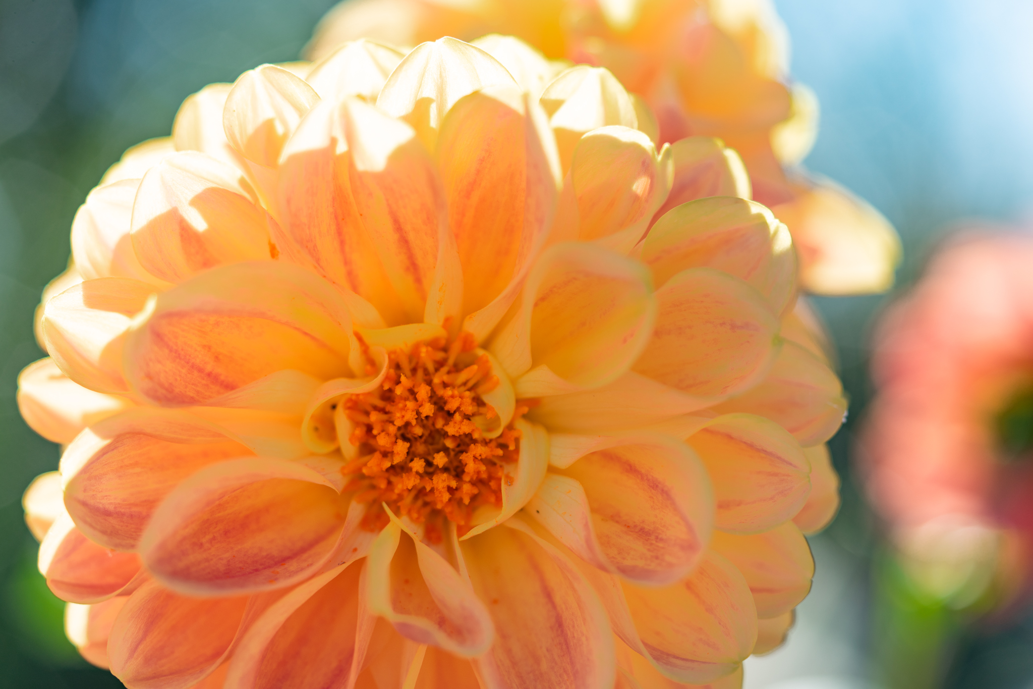 f:id:Paradisia:20201016184406j:plain f:id:Paradisia:20201016184406j:plain