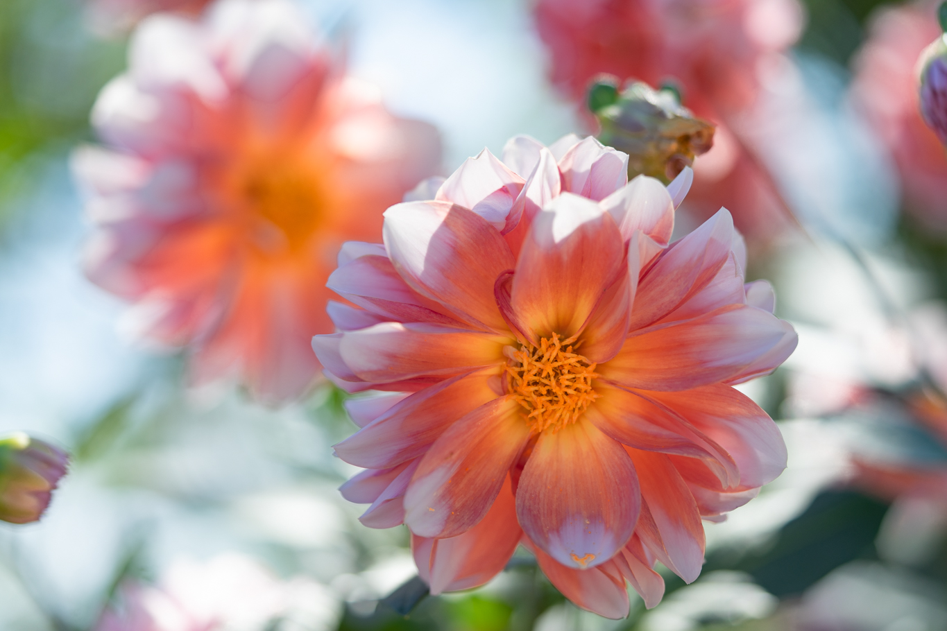 f:id:Paradisia:20201016184538j:plain f:id:Paradisia:20201016184538j:plain