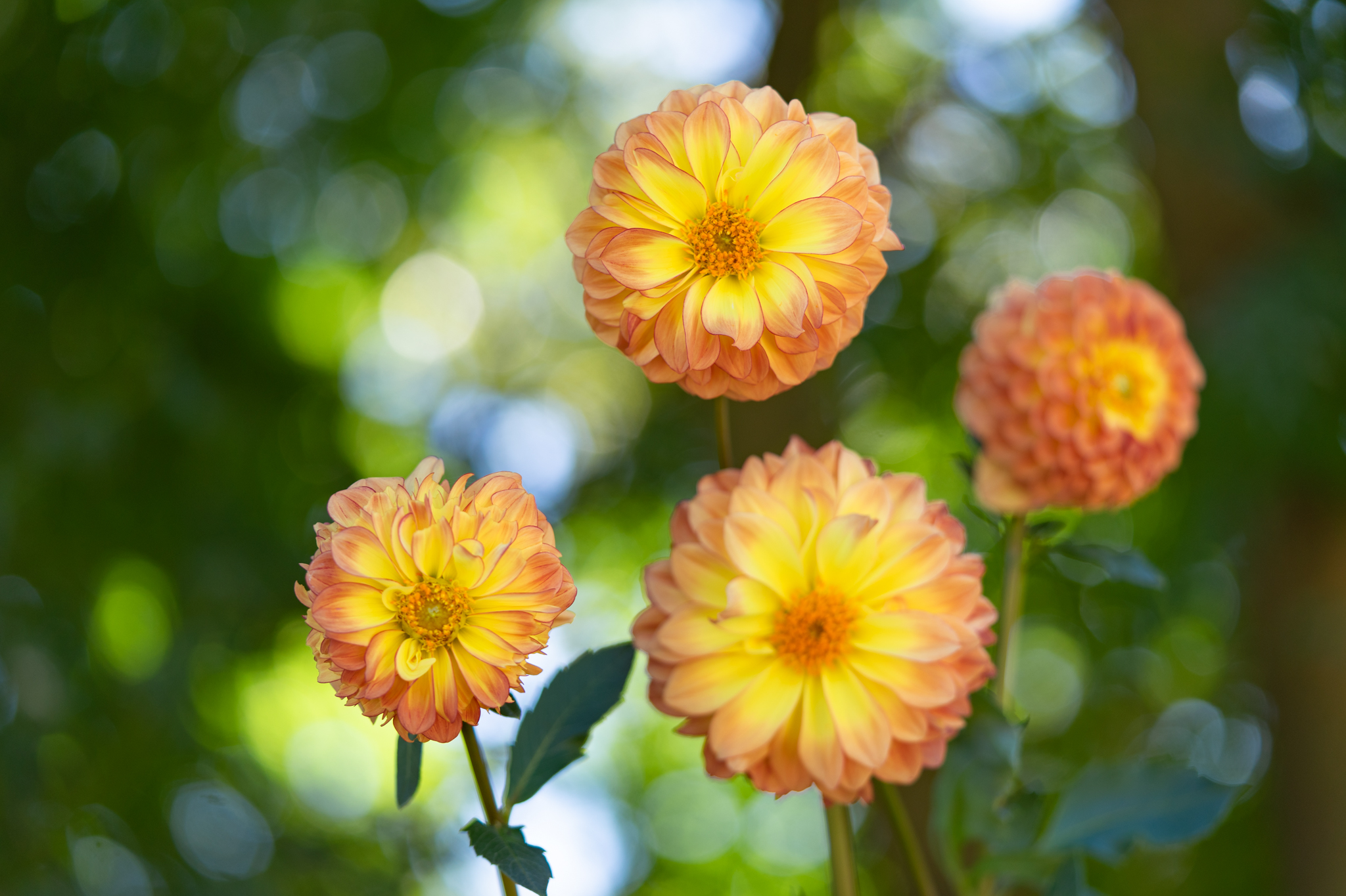 f:id:Paradisia:20201016184800j:plain f:id:Paradisia:20201016184800j:plain