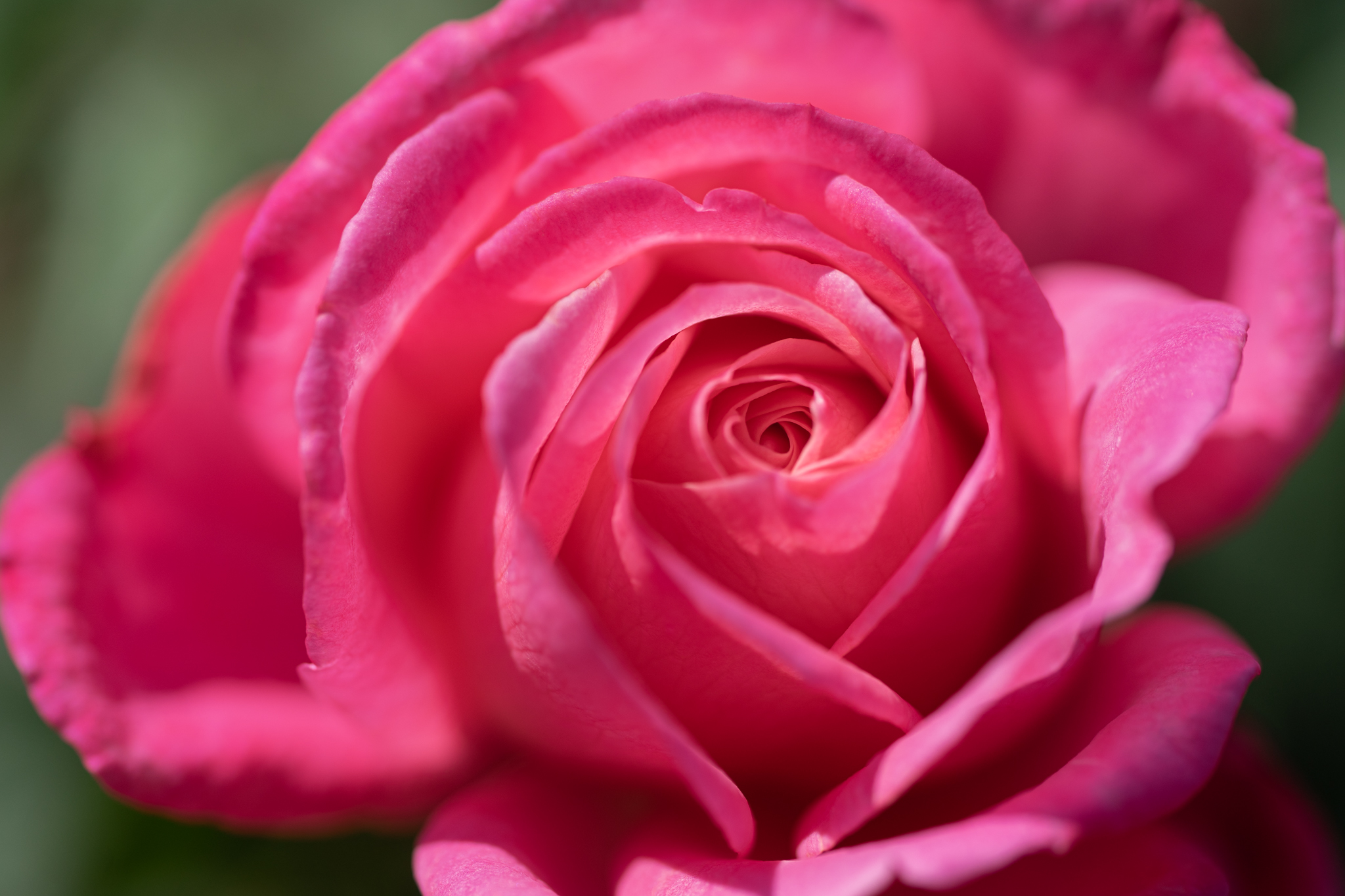 f:id:Paradisia:20201016185421j:plain