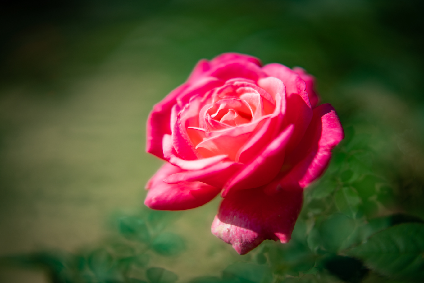 f:id:Paradisia:20201016185451j:plain