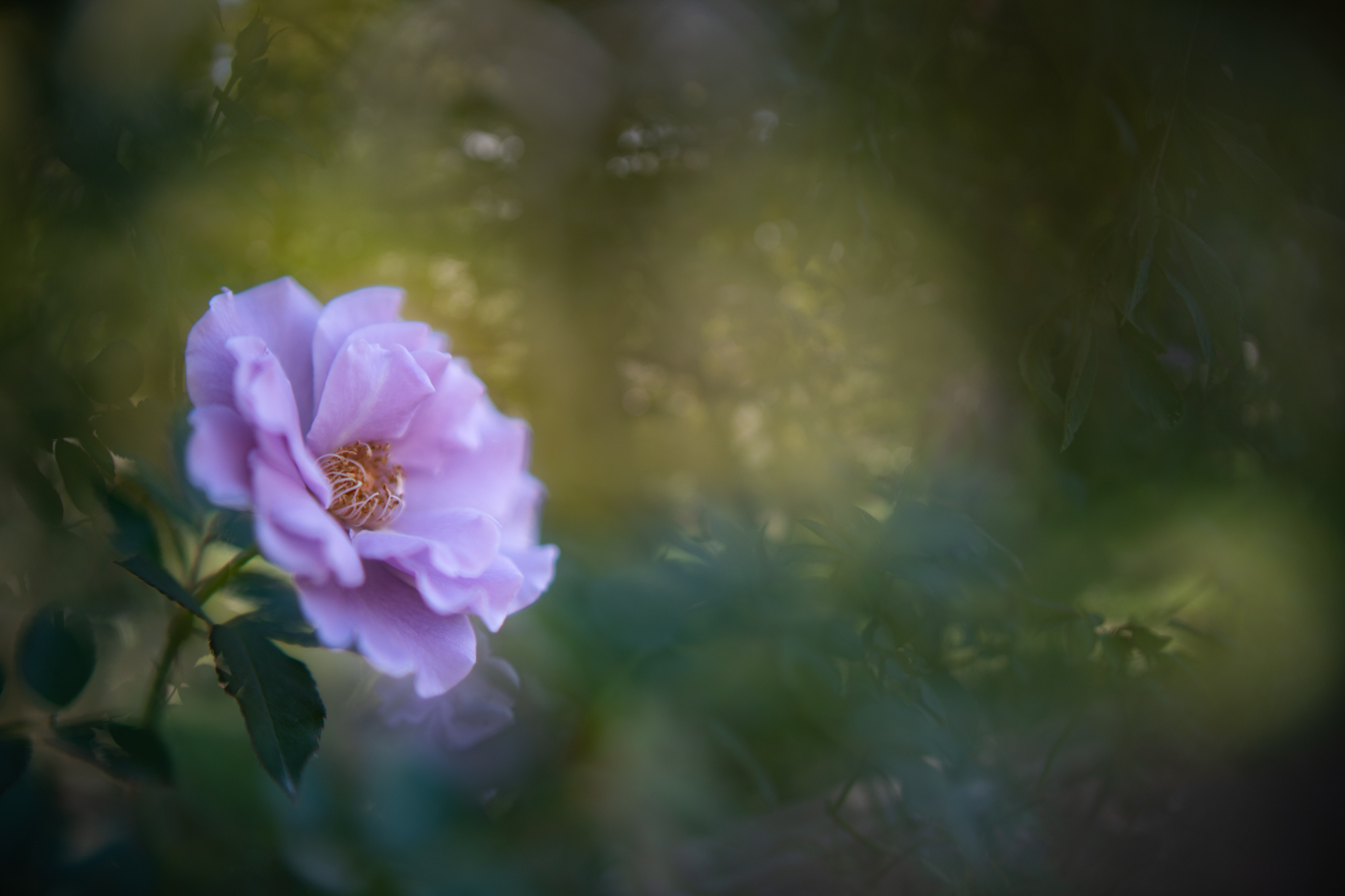 f:id:Paradisia:20201016185503j:plain