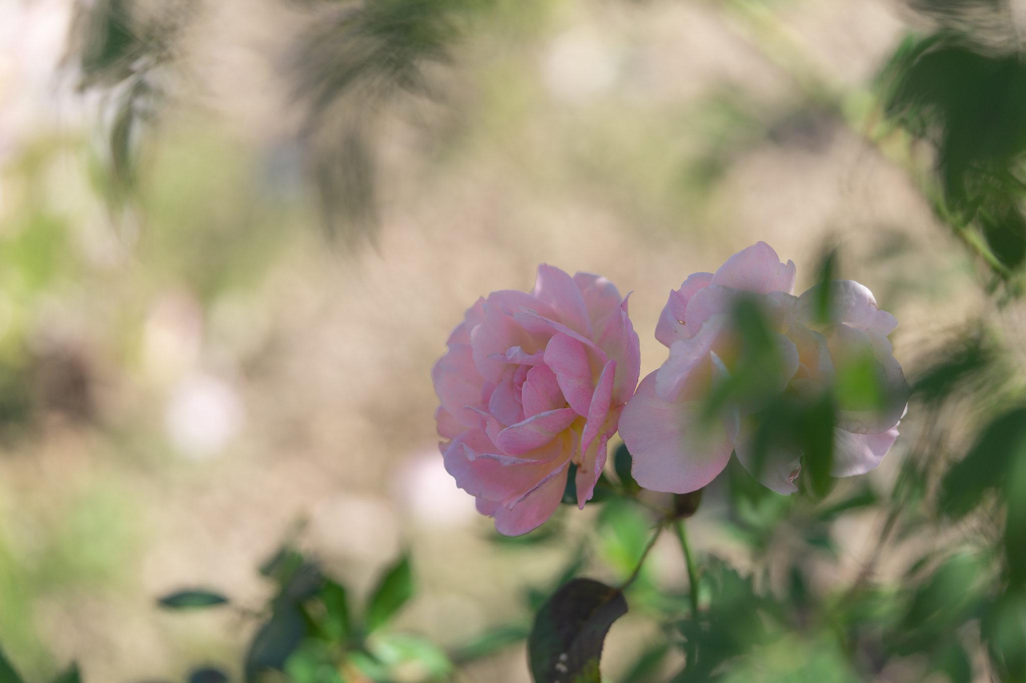 f:id:Paradisia:20201016185521j:plain