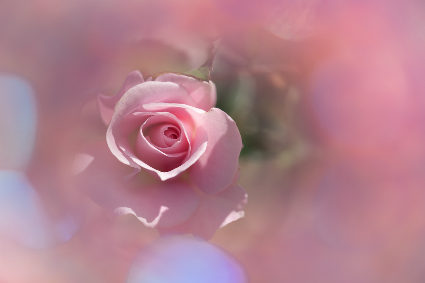 f:id:Paradisia:20201016185828j:plain