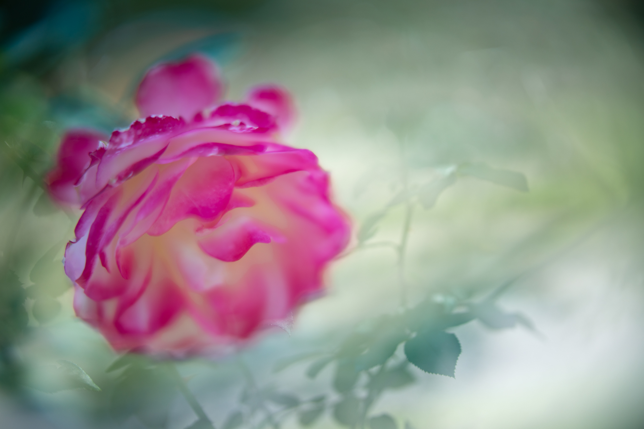 f:id:Paradisia:20201021193300j:plain