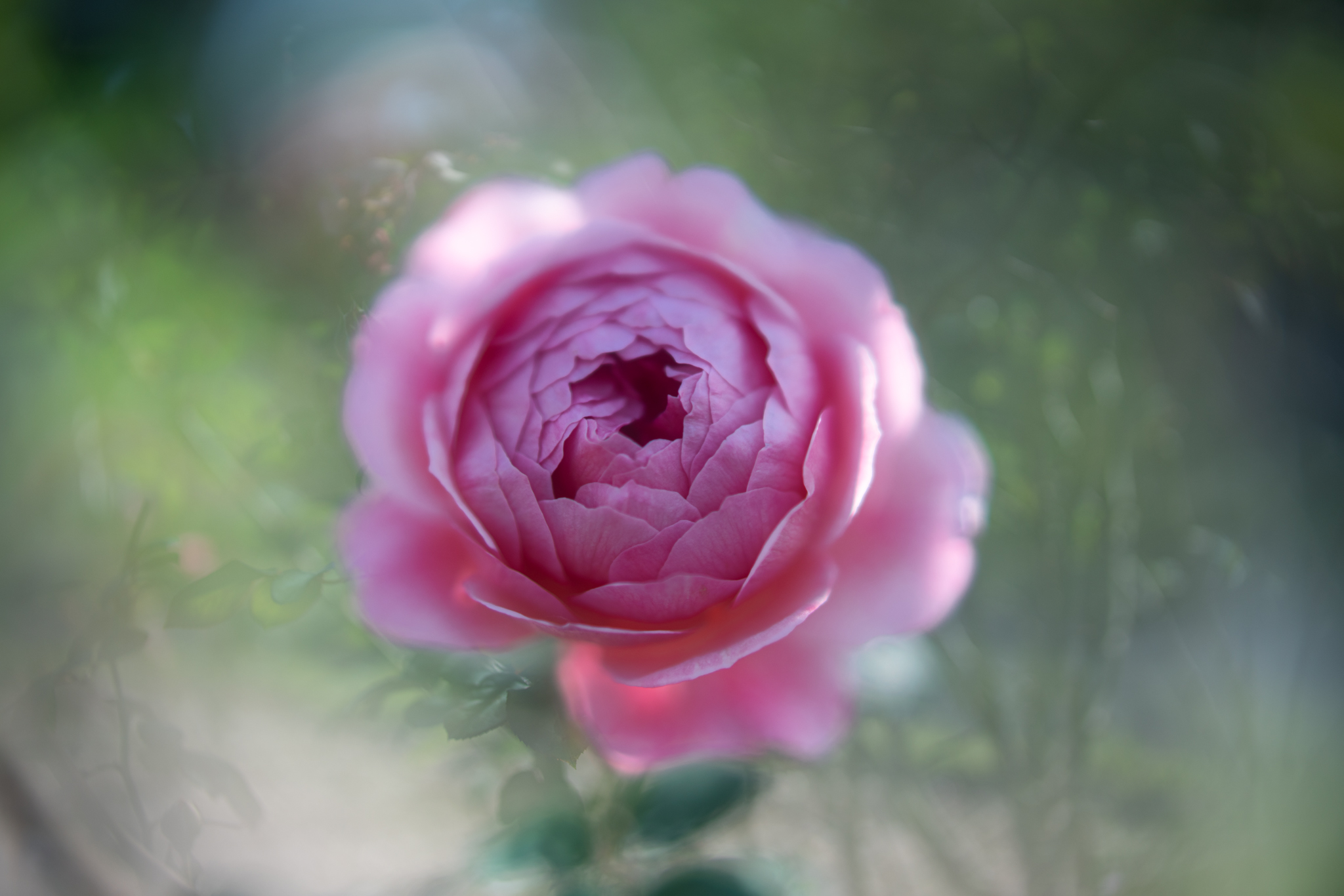 f:id:Paradisia:20201021193711j:plain