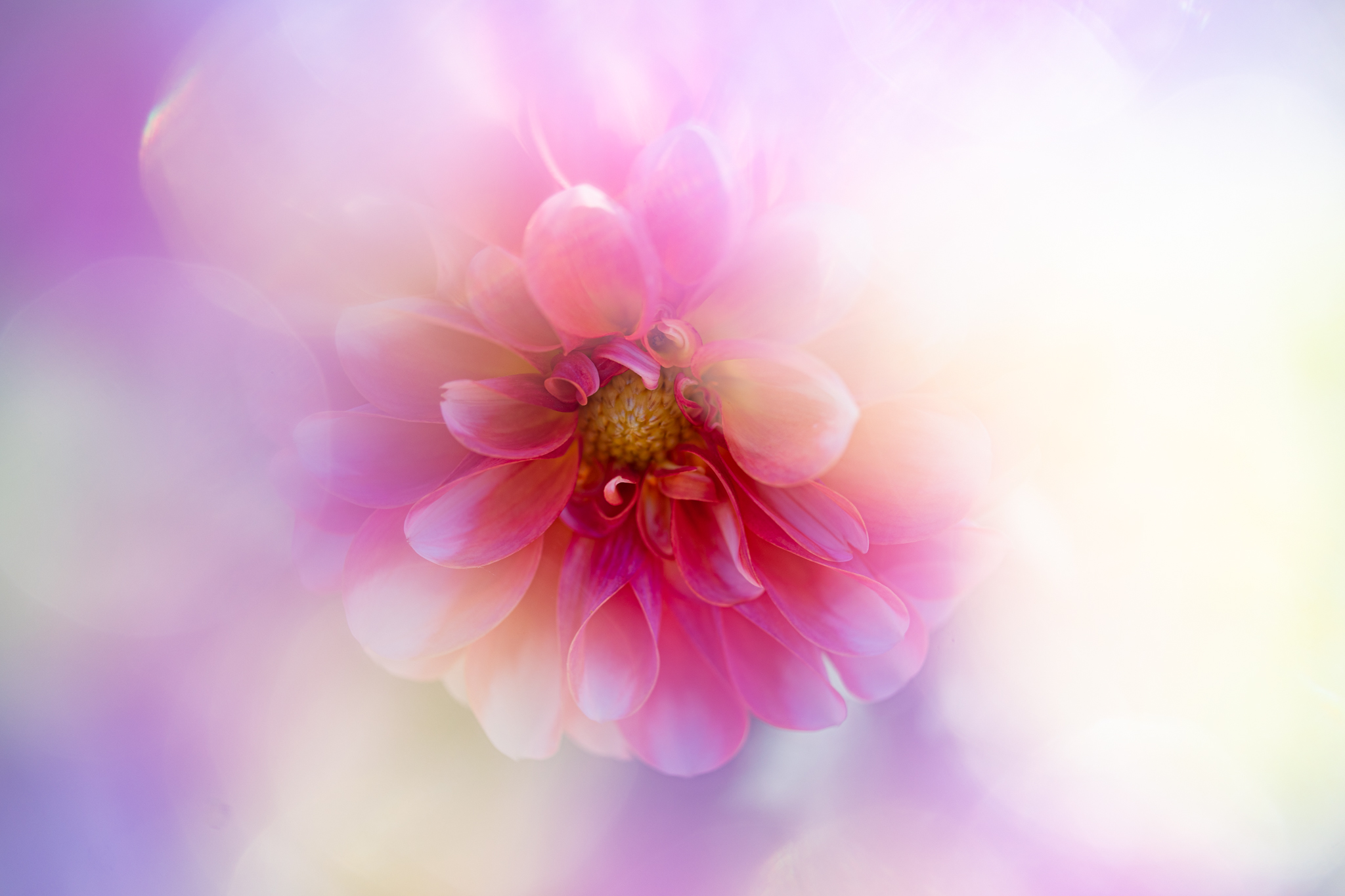 f:id:Paradisia:20201024160832j:plain f:id:Paradisia:20201024160832j:plain