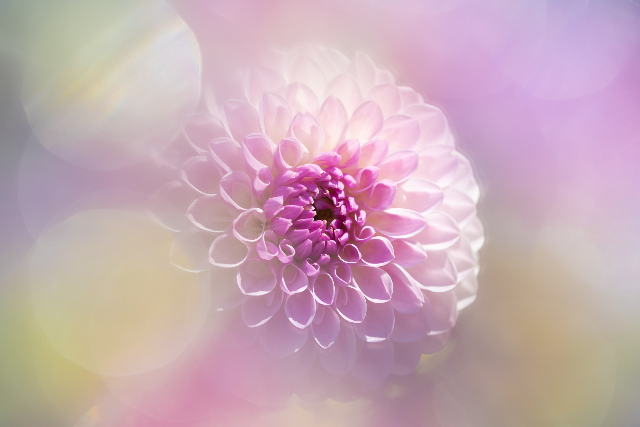 f:id:Paradisia:20201024161536j:plain f:id:Paradisia:20201024161536j:plain