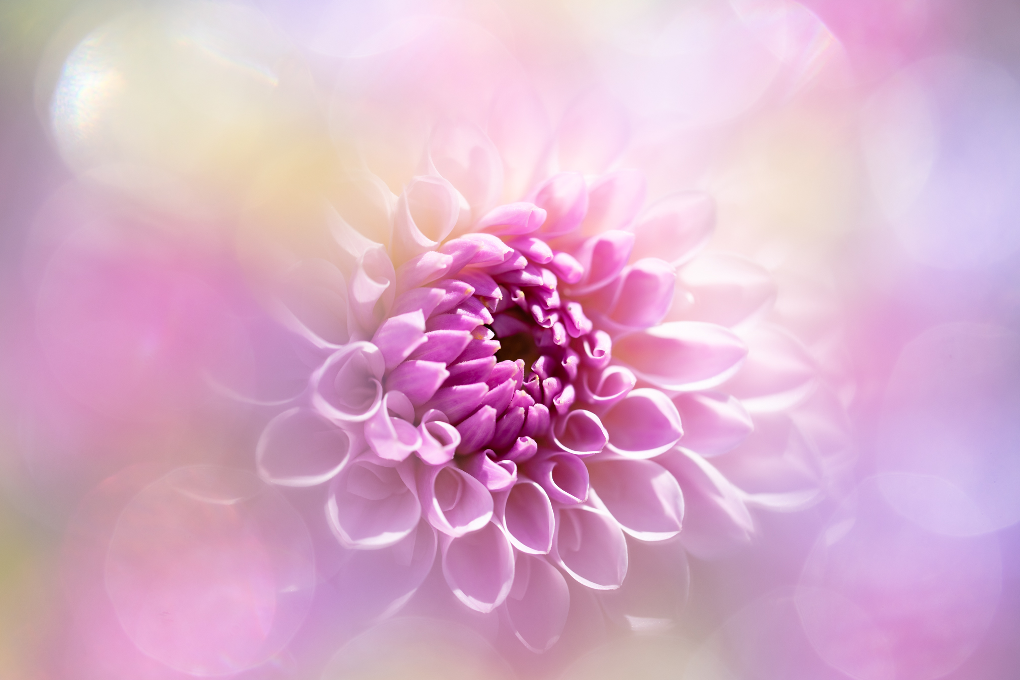 f:id:Paradisia:20201024161644j:plain f:id:Paradisia:20201024161644j:plain