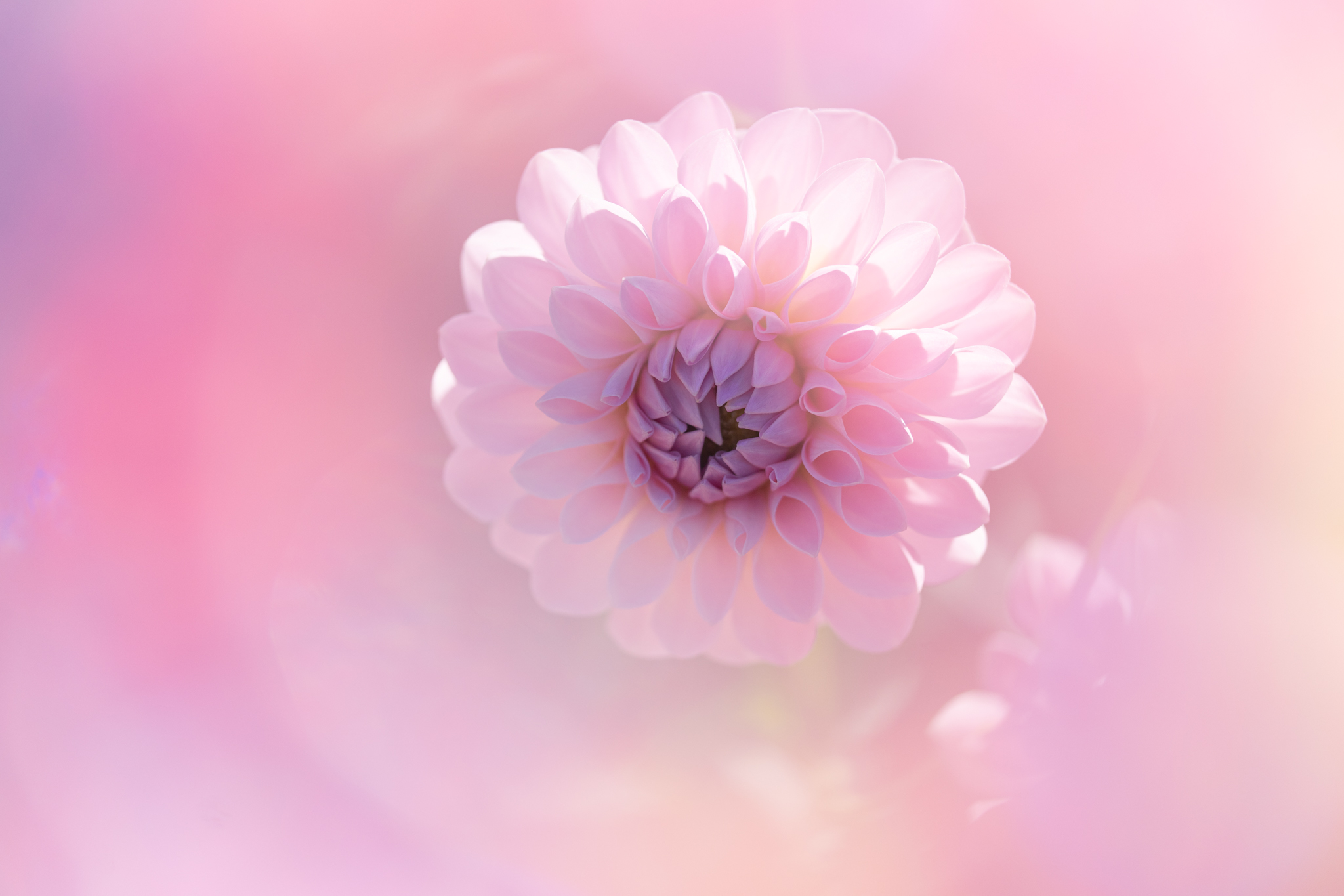 f:id:Paradisia:20201024162212j:plain f:id:Paradisia:20201024162212j:plain