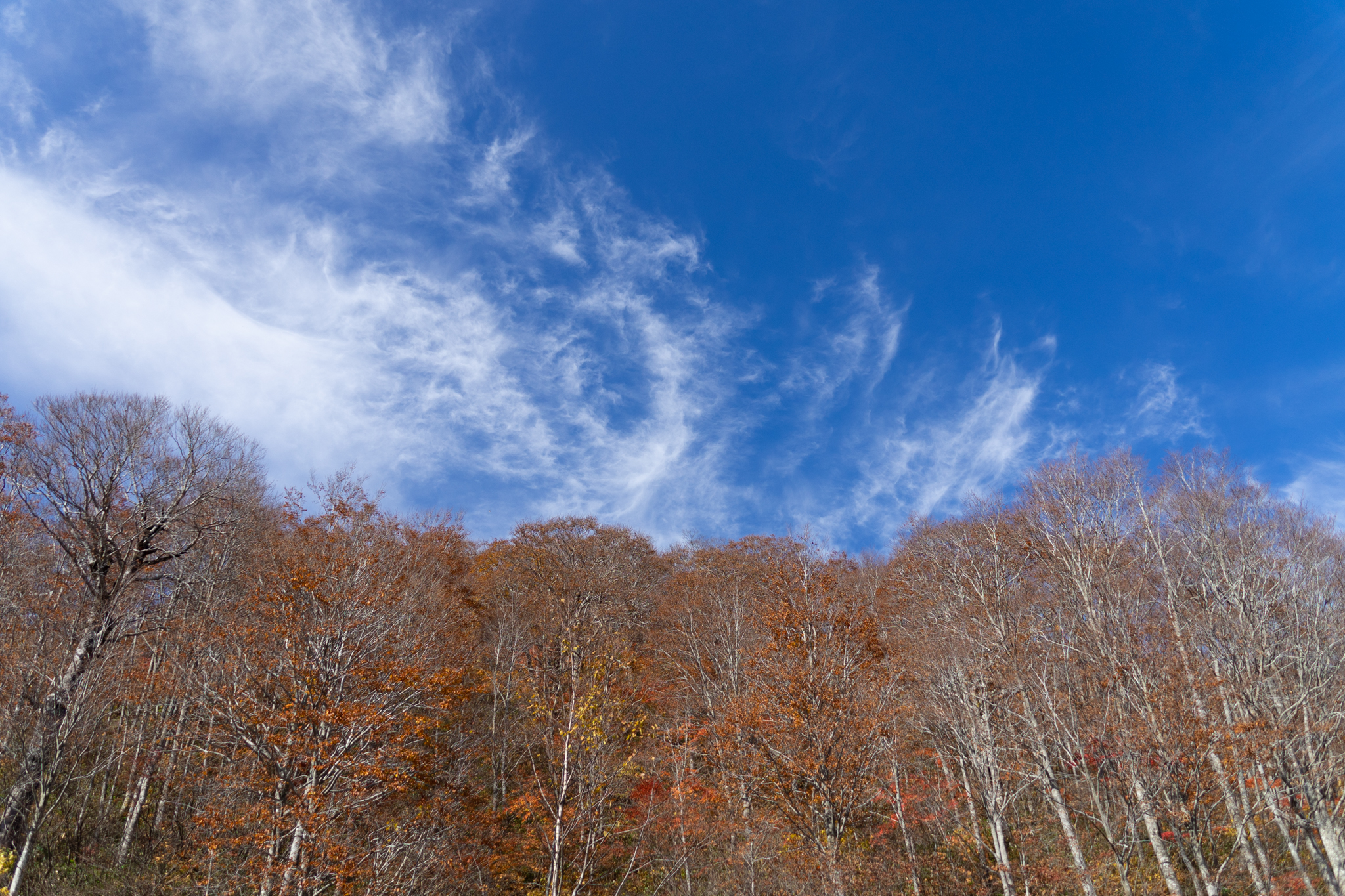 f:id:Paradisia:20201027180318j:plain