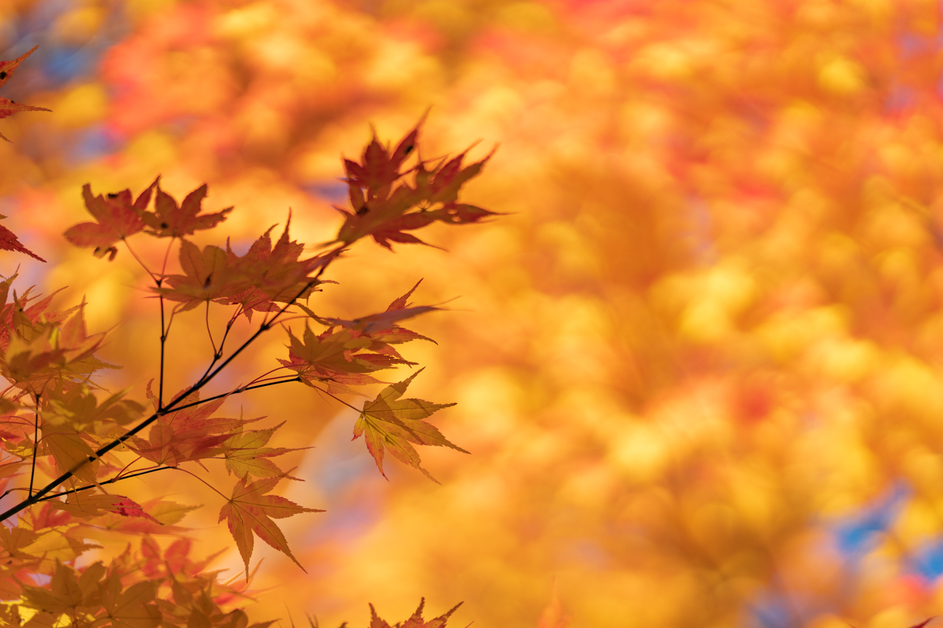 f:id:Paradisia:20201027184805j:plain