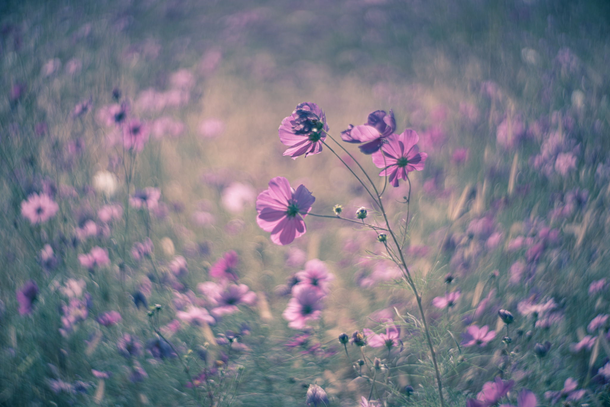 f:id:Paradisia:20201030070906j:plain