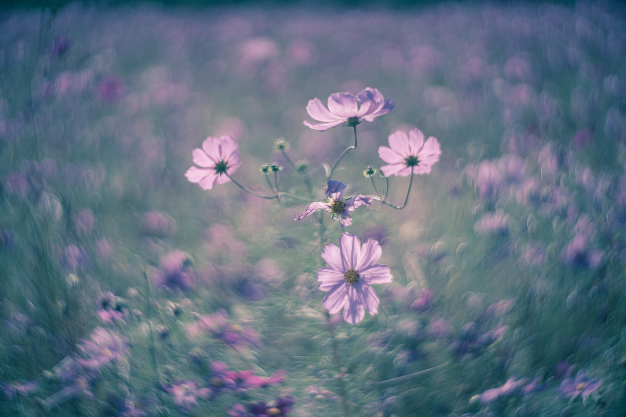 f:id:Paradisia:20201030070916j:plain