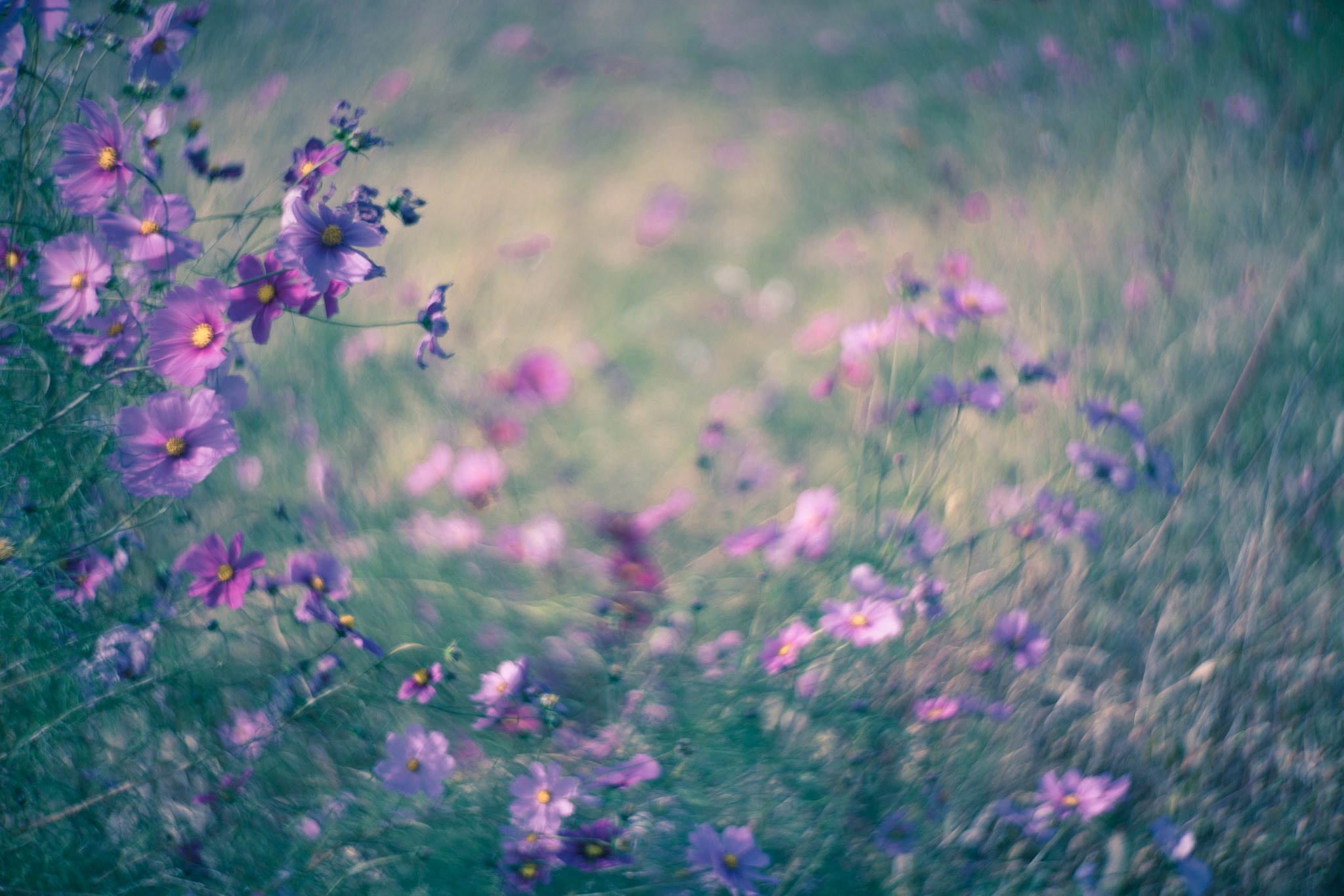 f:id:Paradisia:20201030071002j:plain