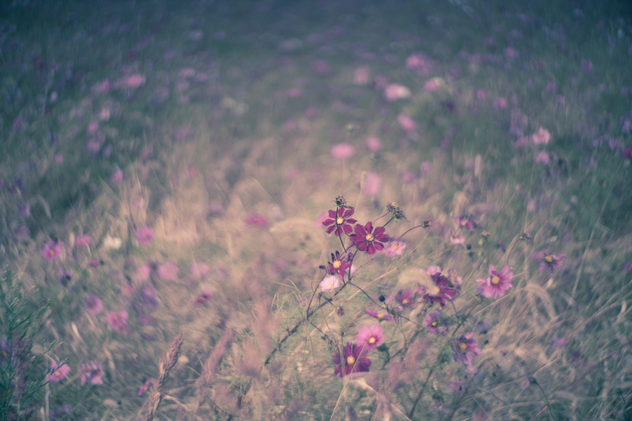 f:id:Paradisia:20201030071459j:plain