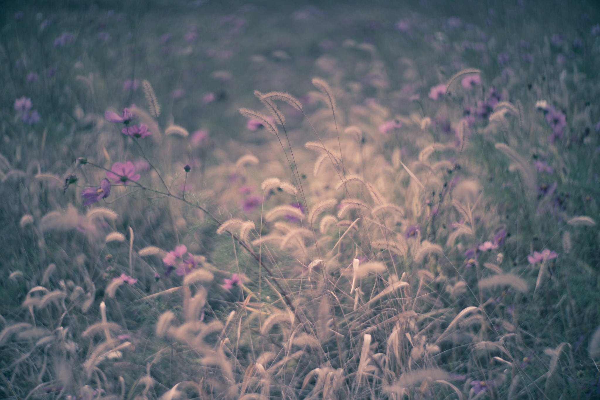 f:id:Paradisia:20201030071533j:plain