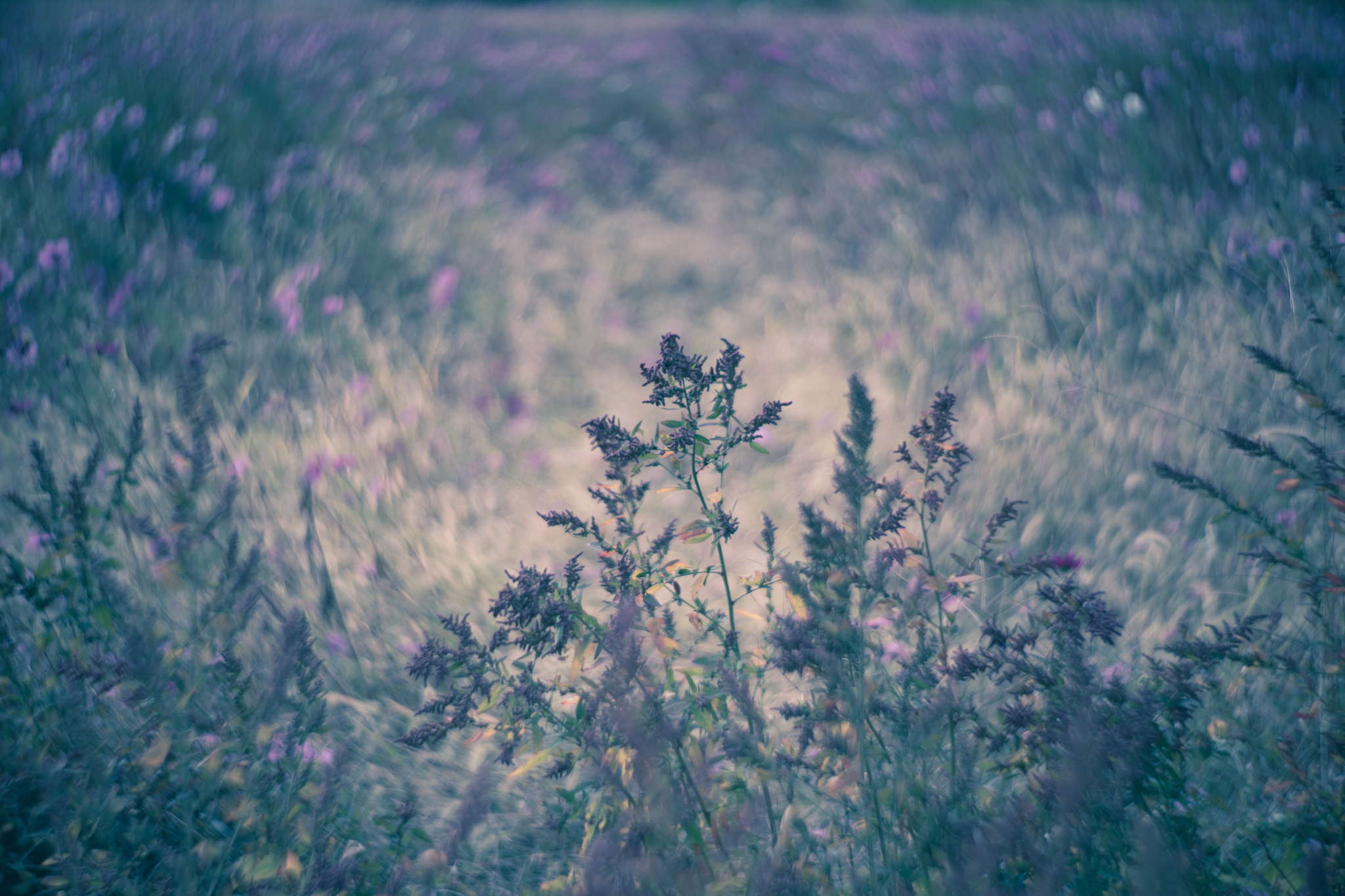 f:id:Paradisia:20201030071554j:plain