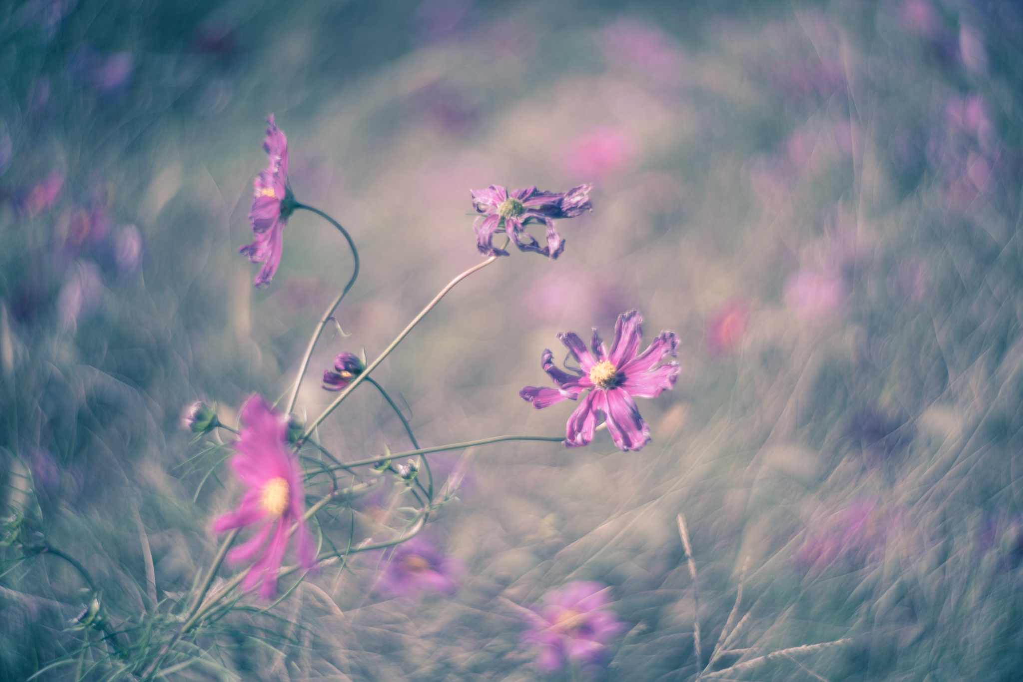 f:id:Paradisia:20201030073555j:plain