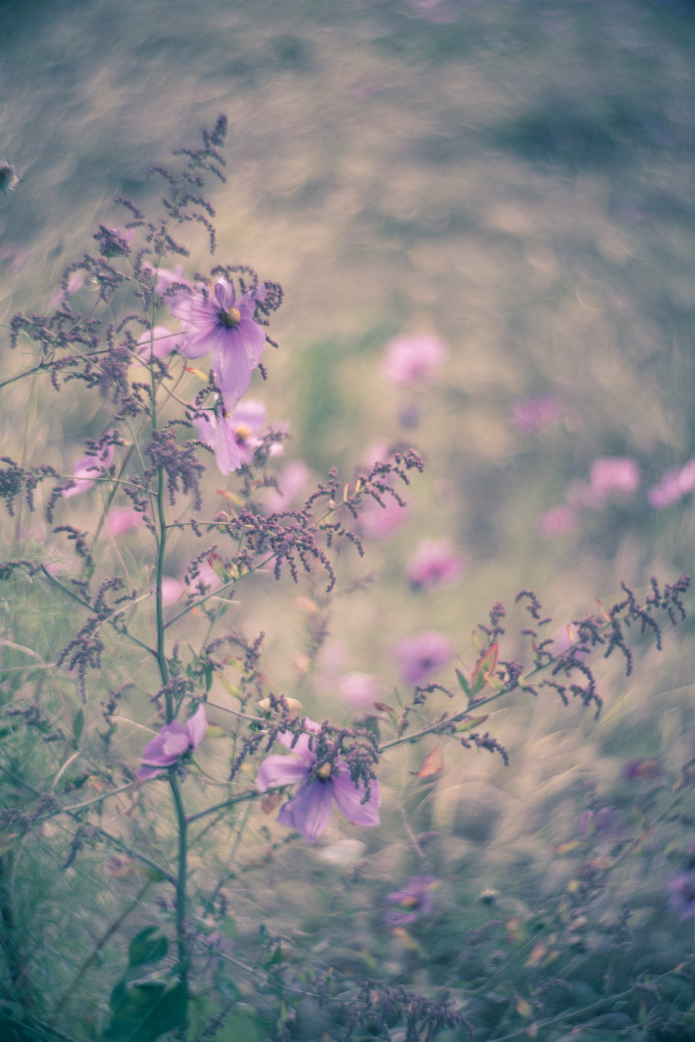 f:id:Paradisia:20201030073749j:plain