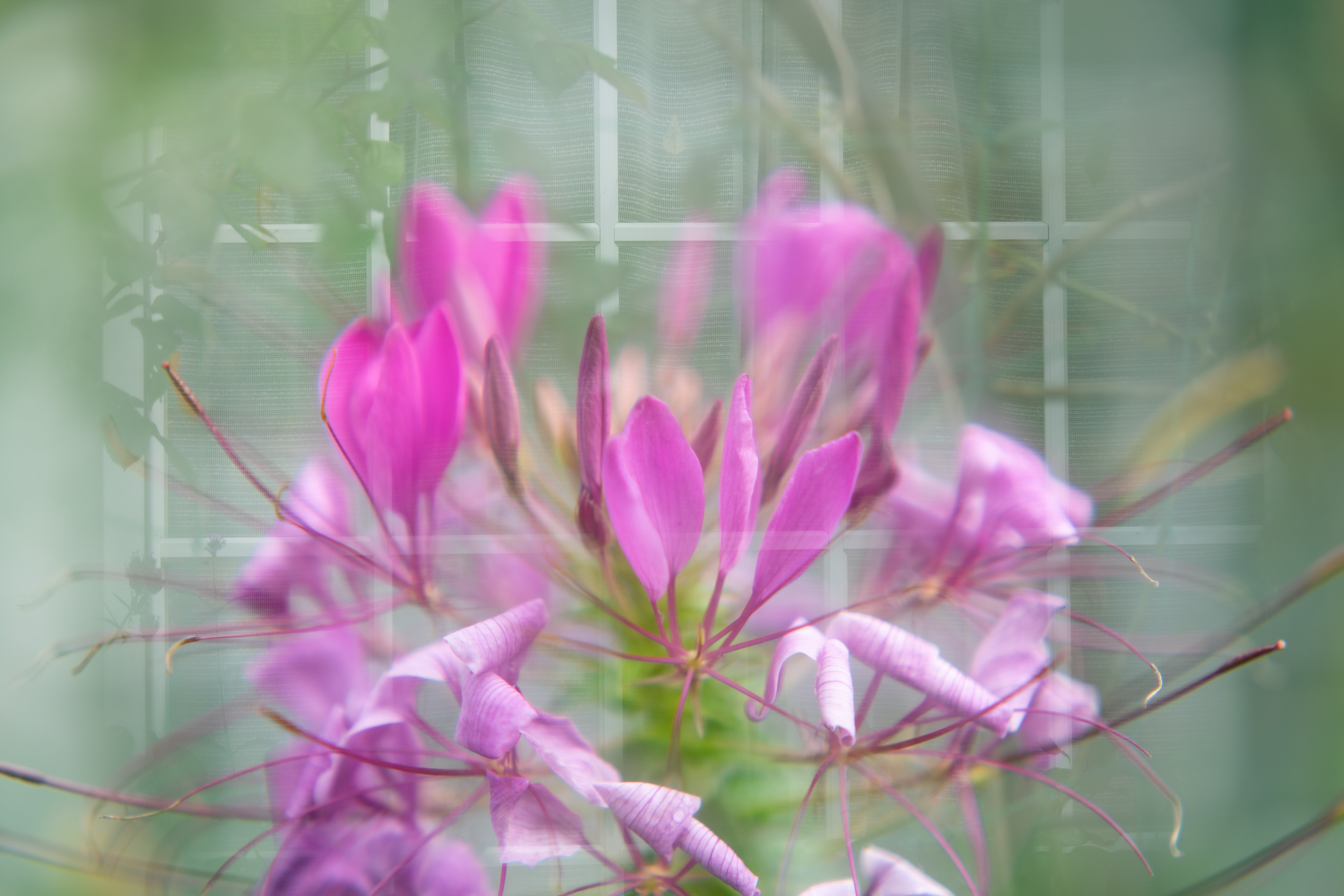 f:id:Paradisia:20201031181815j:plain