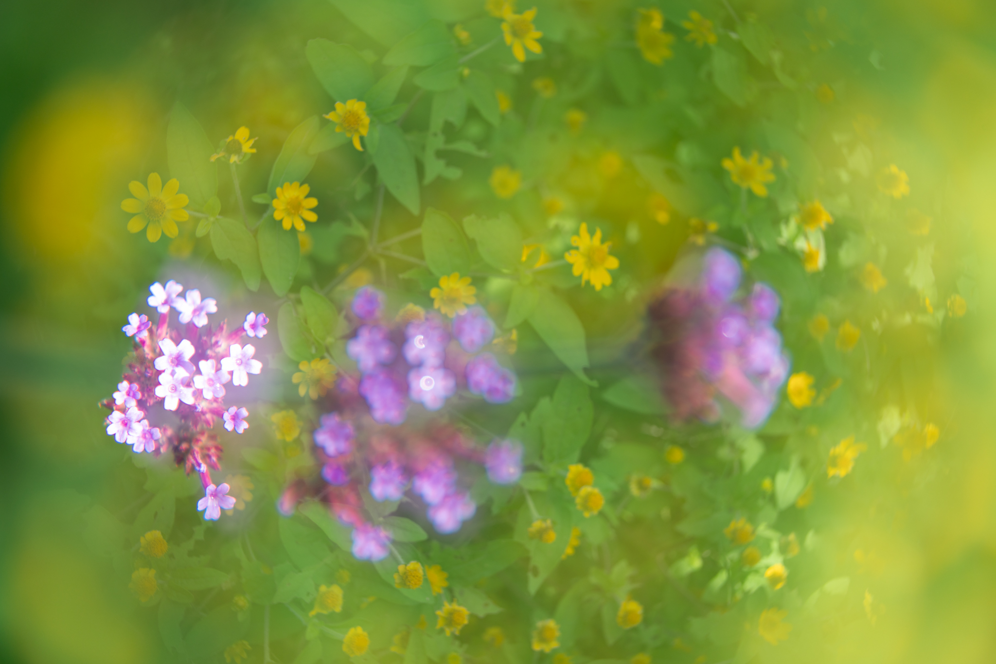 f:id:Paradisia:20201031182339j:plain
