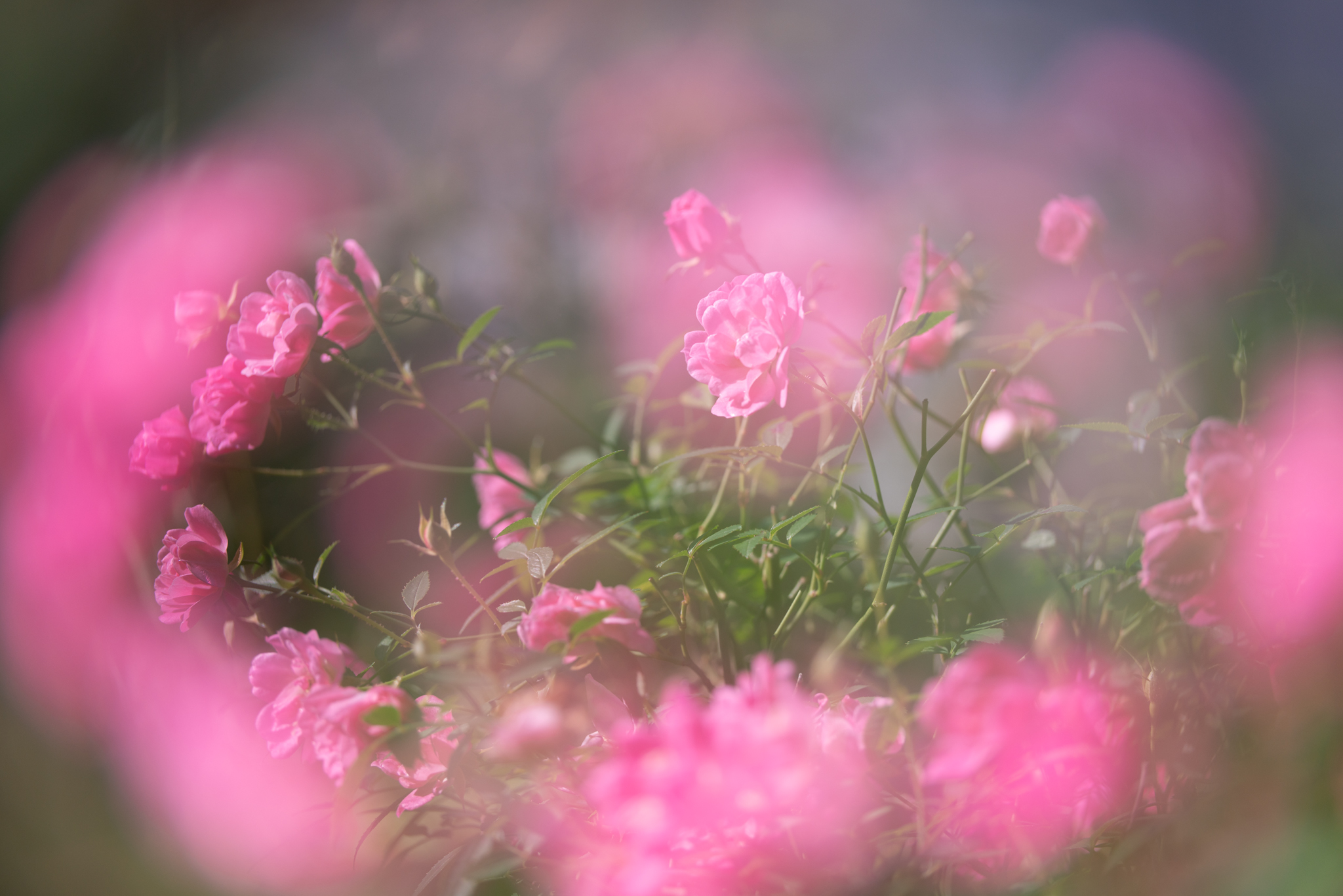 f:id:Paradisia:20201031182721j:plain