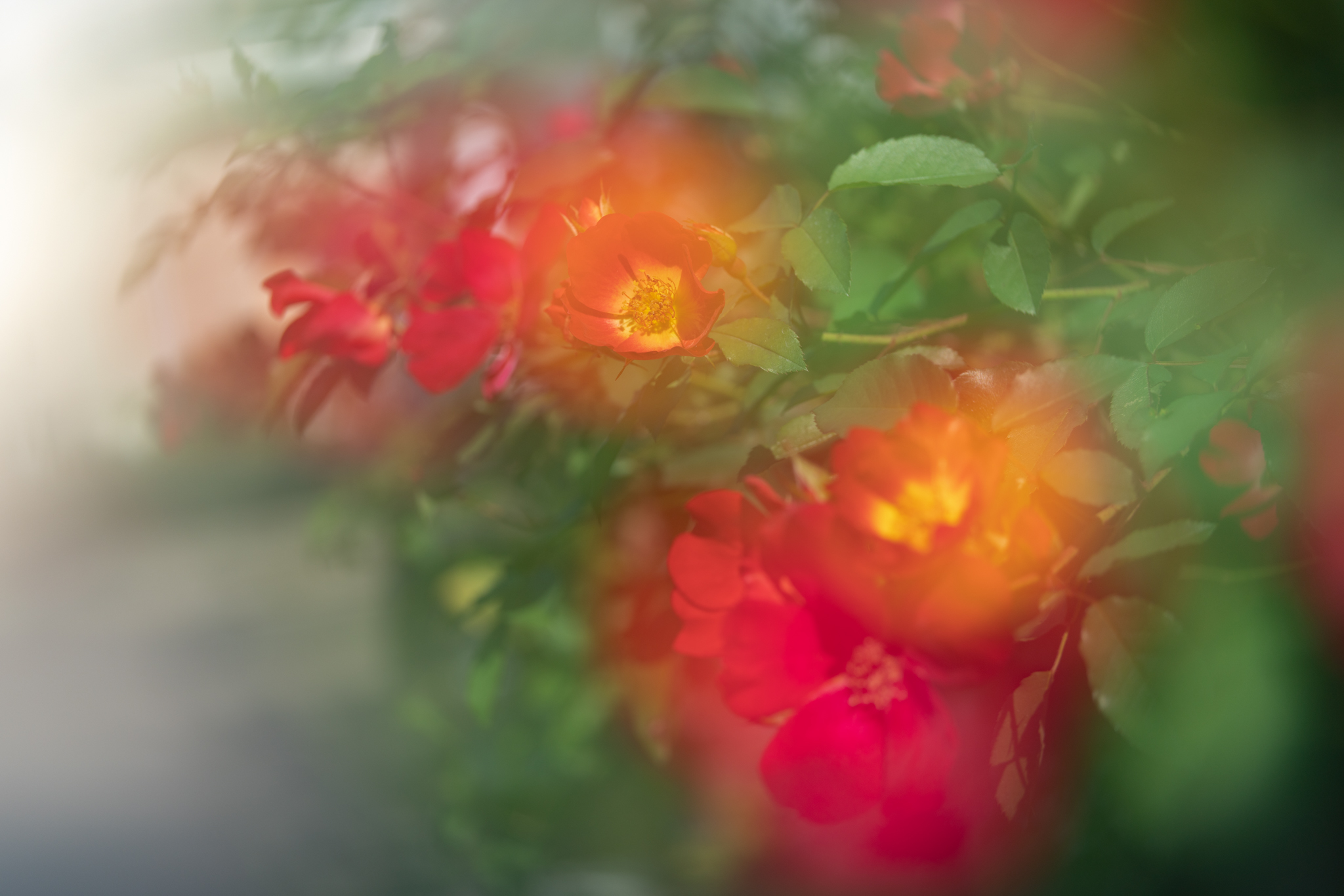 f:id:Paradisia:20201031182933j:plain
