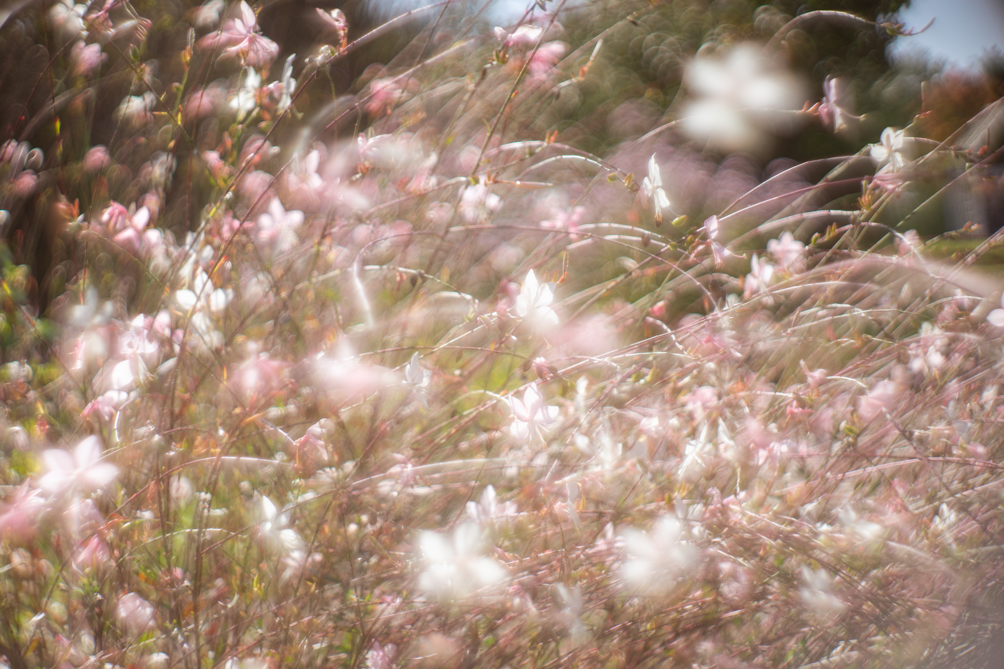 f:id:Paradisia:20201101191127j:plain