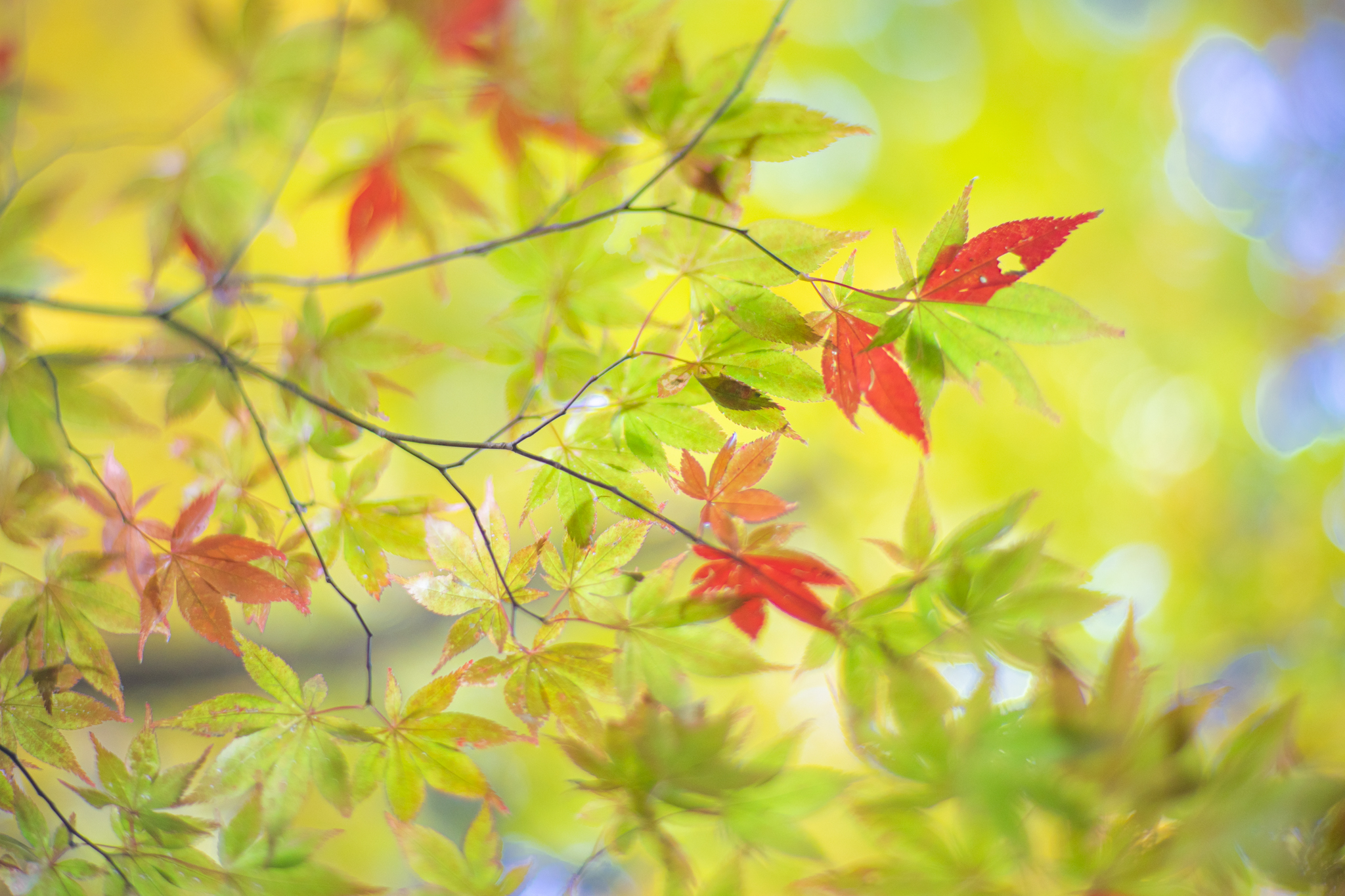 f:id:Paradisia:20201102071425j:plain