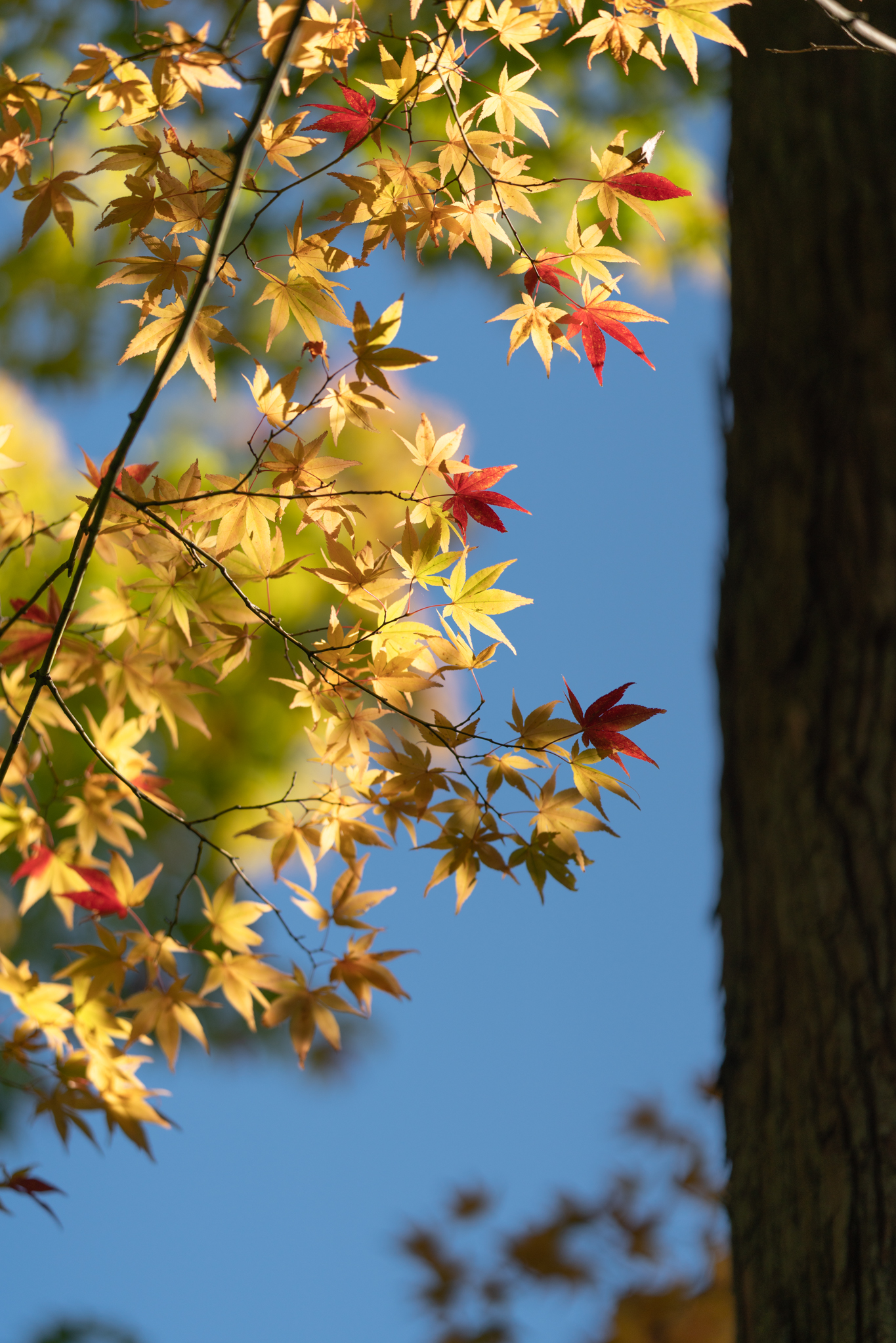 f:id:Paradisia:20201102071523j:plain