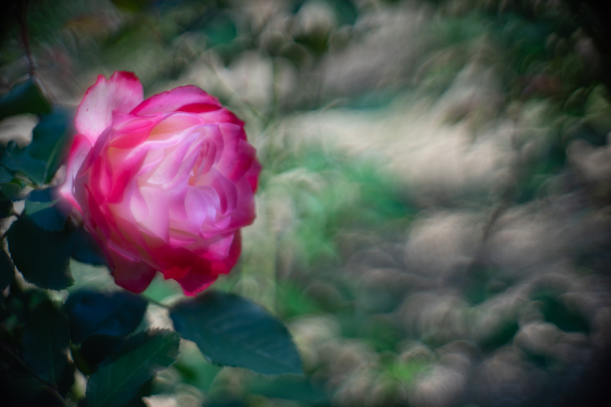 f:id:Paradisia:20201102195405j:plain
