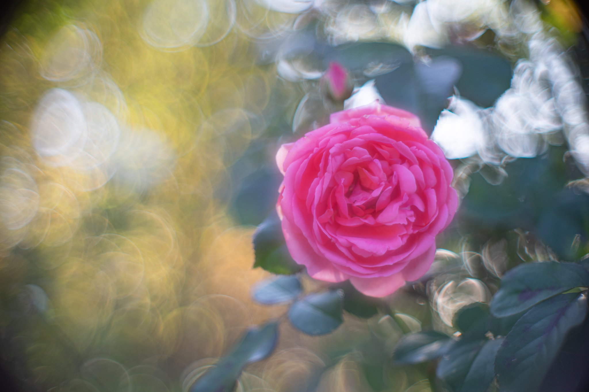 f:id:Paradisia:20201102195706j:plain
