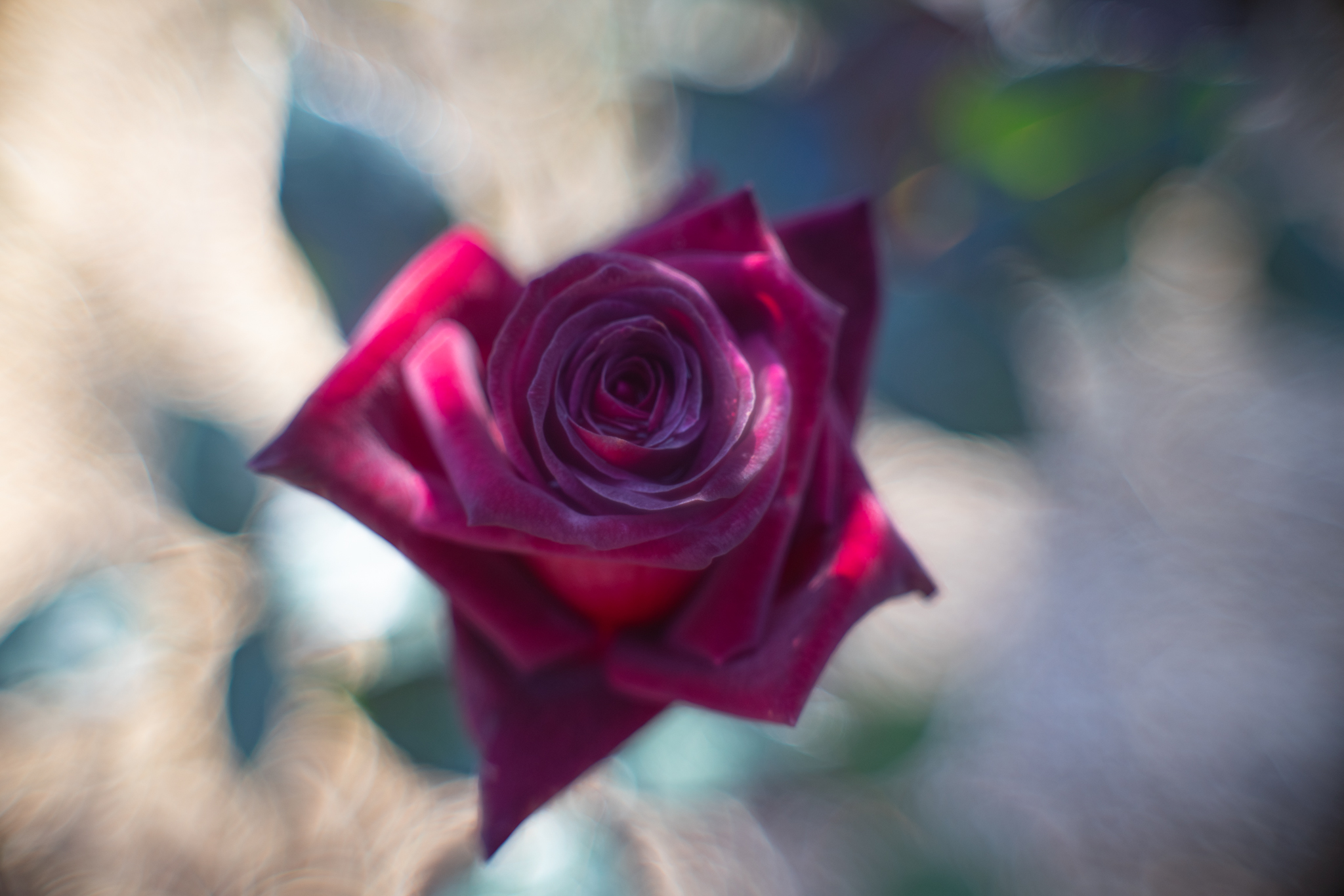 f:id:Paradisia:20201102195858j:plain