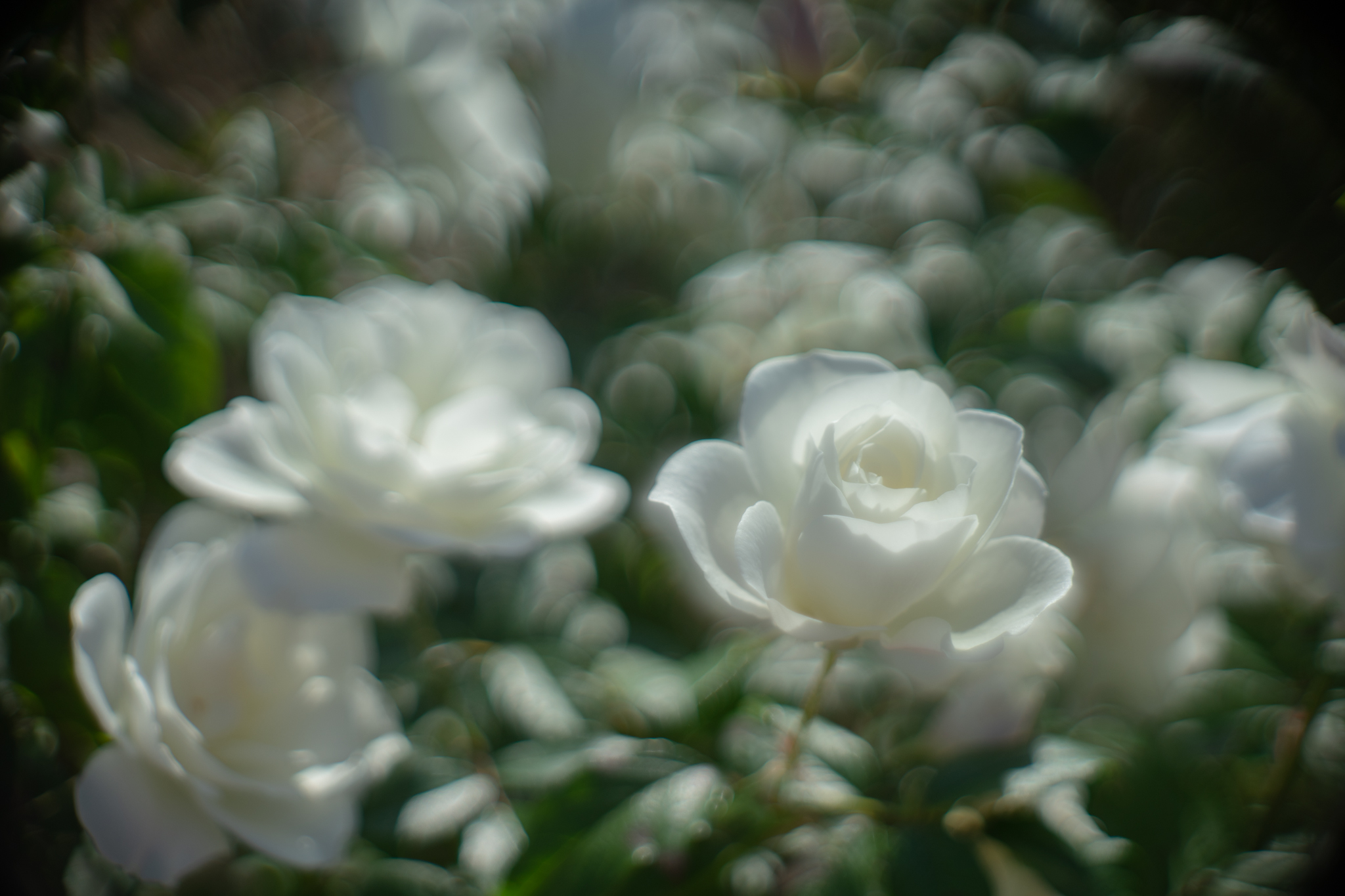 f:id:Paradisia:20201102195929j:plain