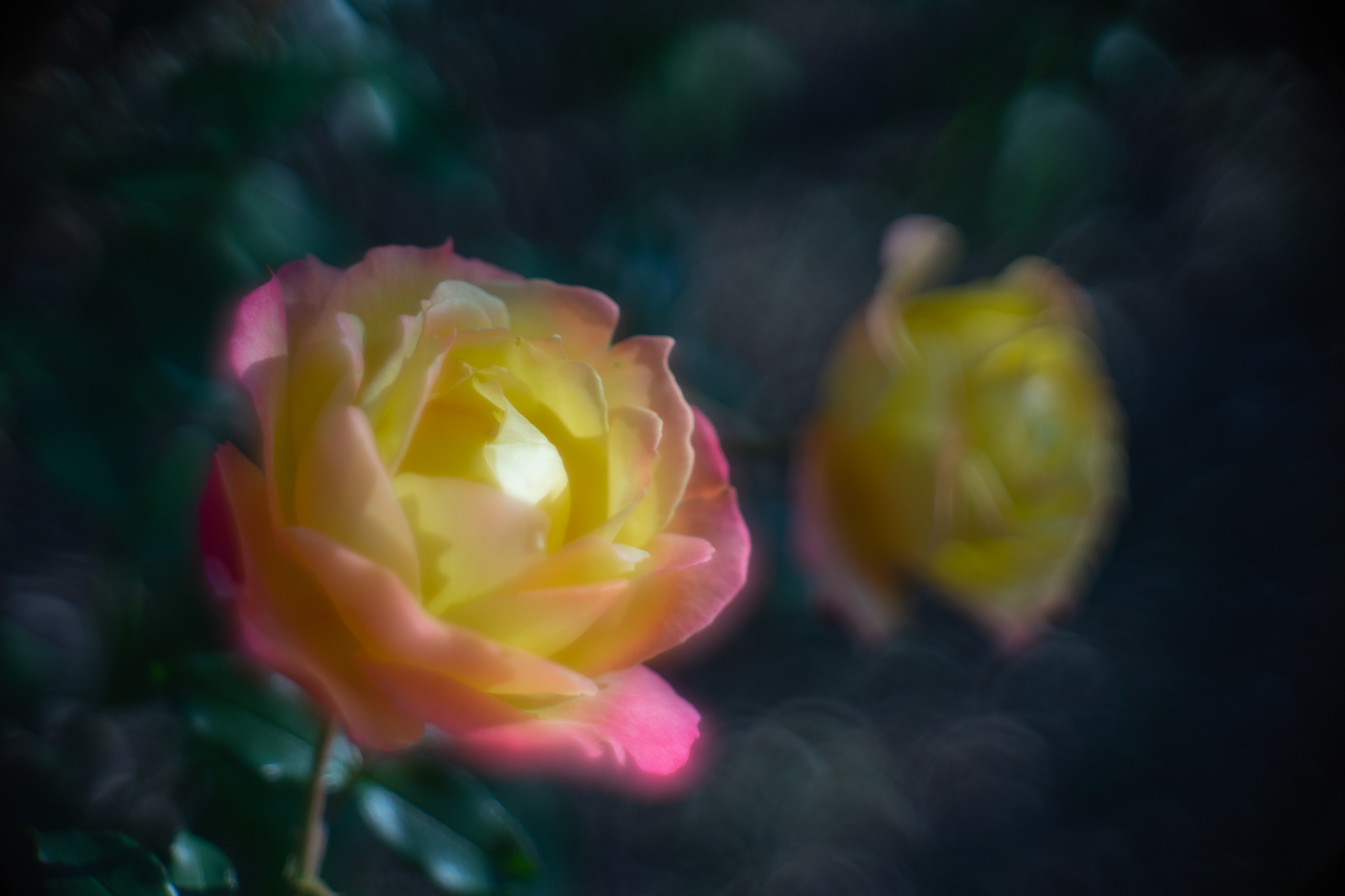 f:id:Paradisia:20201102195947j:plain