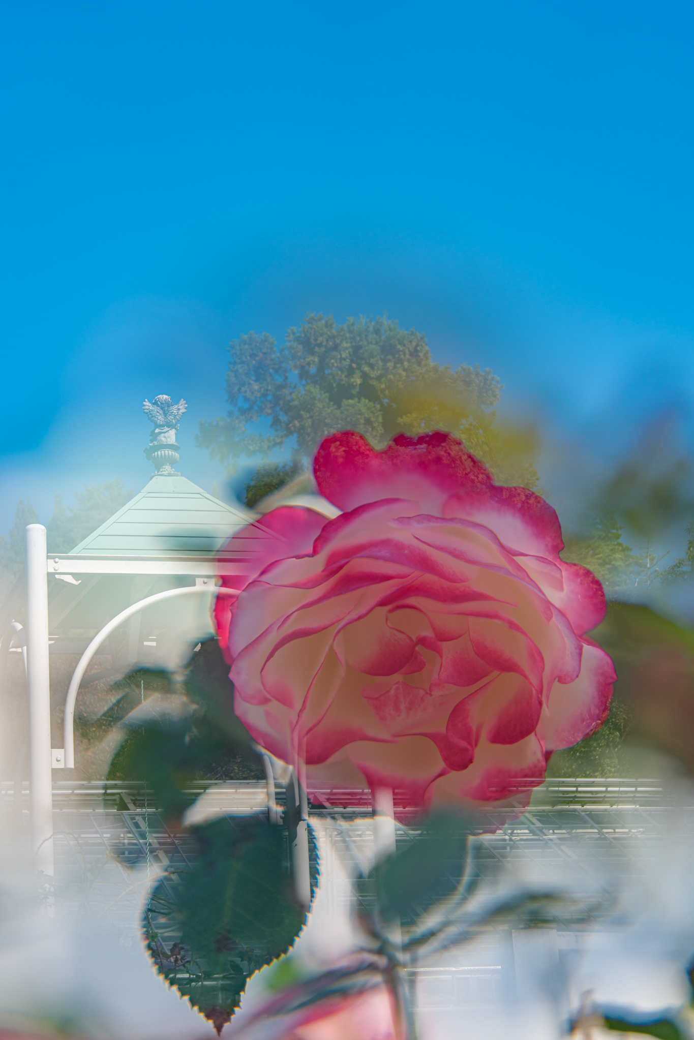 f:id:Paradisia:20201102200158j:plain
