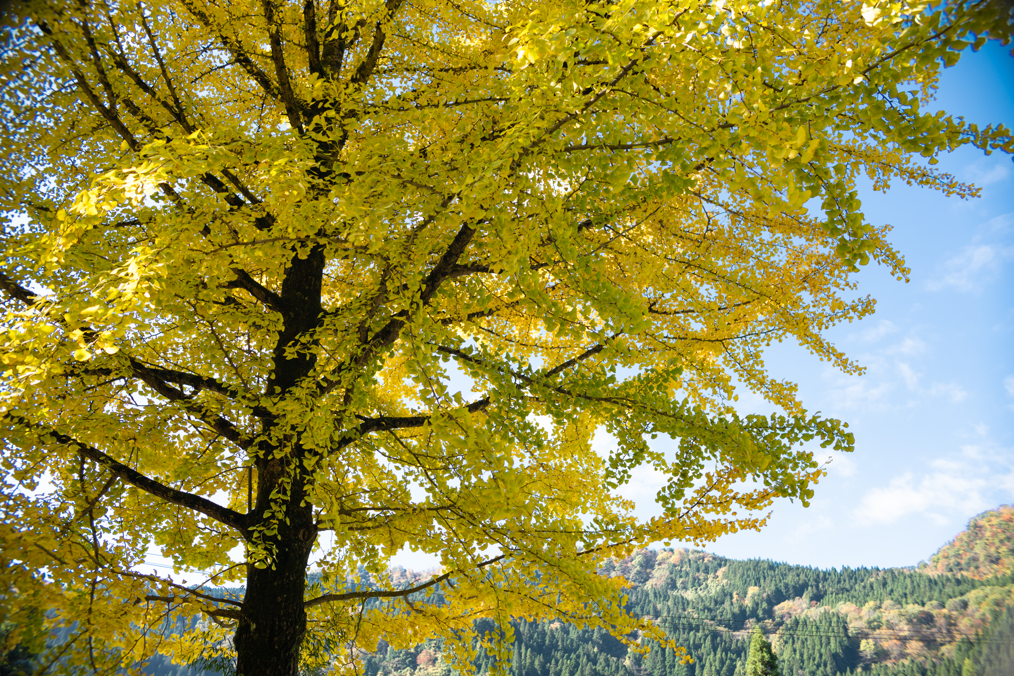 f:id:Paradisia:20201107145618j:plain