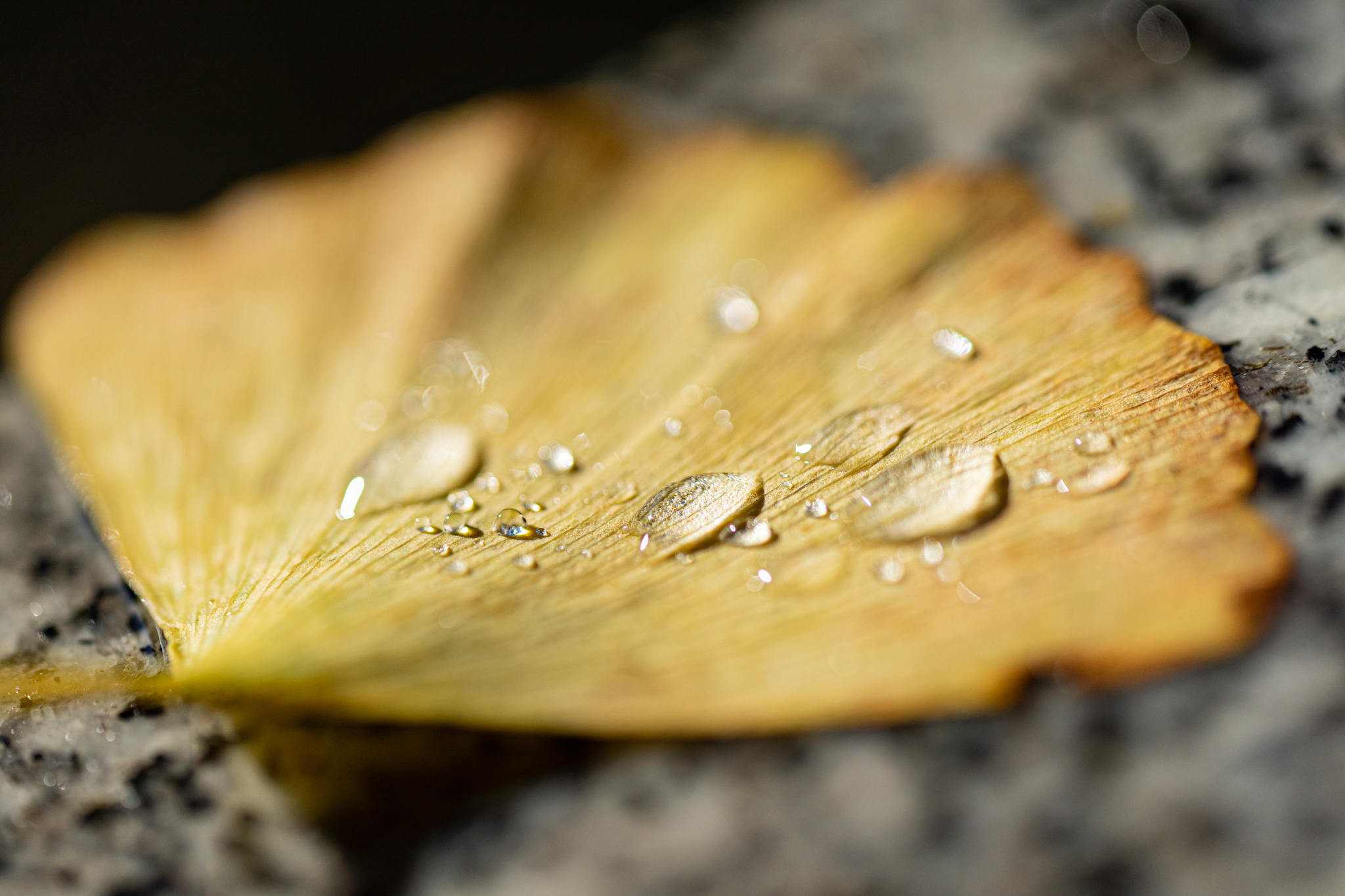 f:id:Paradisia:20201107151256j:plain